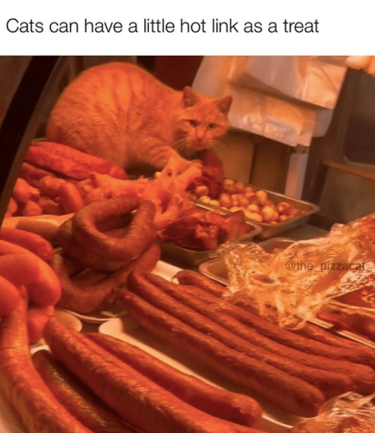 Every Caturday Feels Like a Friday