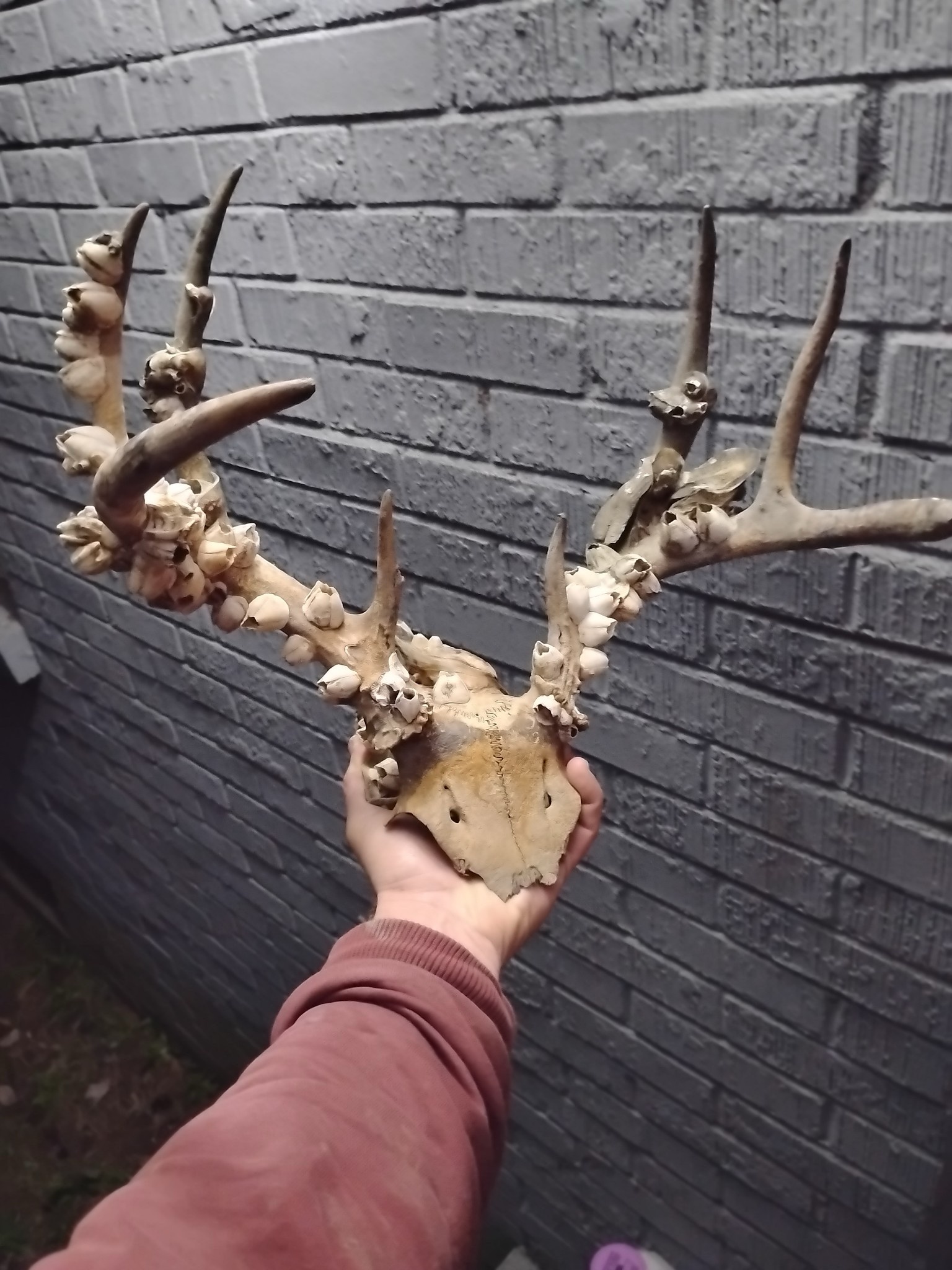 The Legendary SC Dead Head