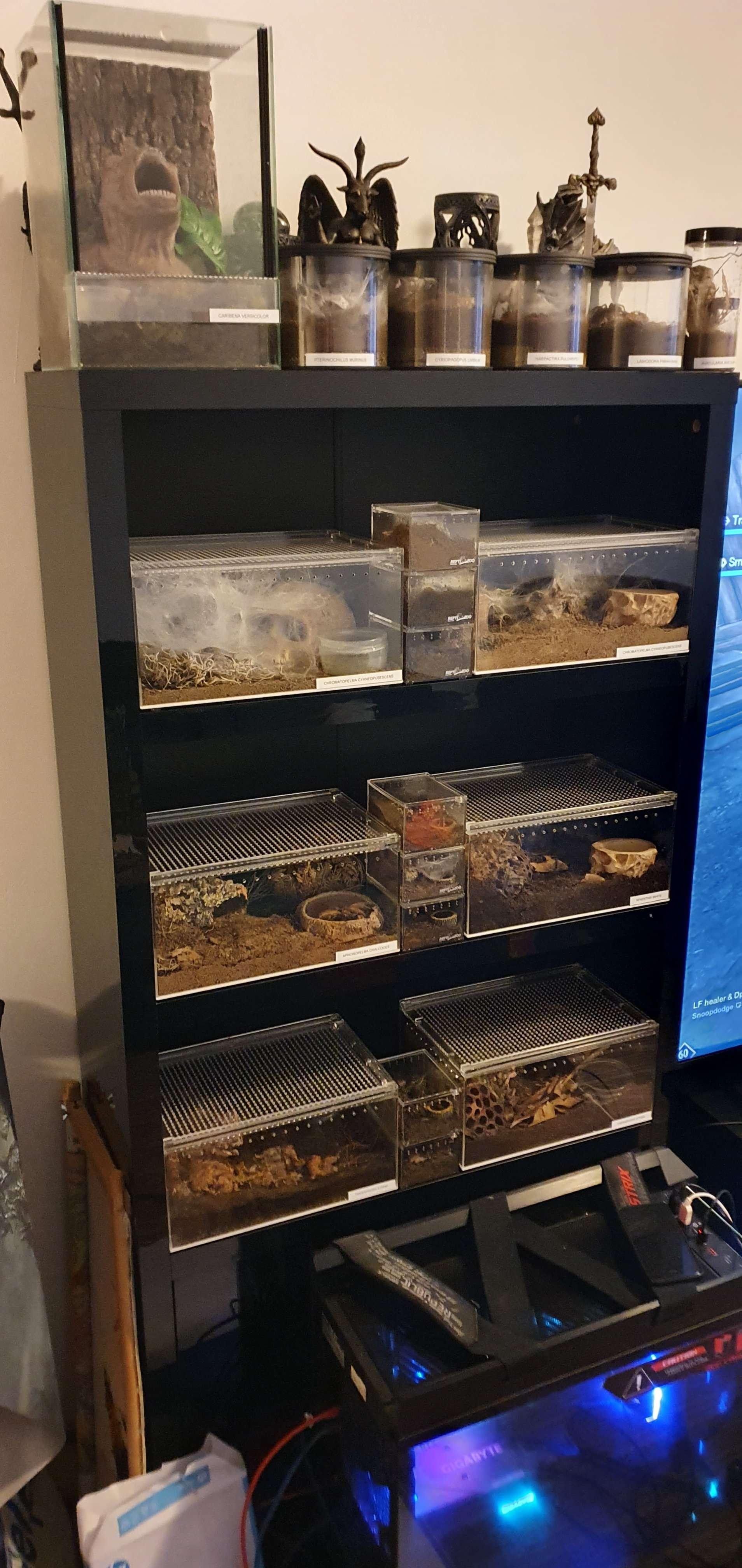 Meet My Fascinating Tarantulas