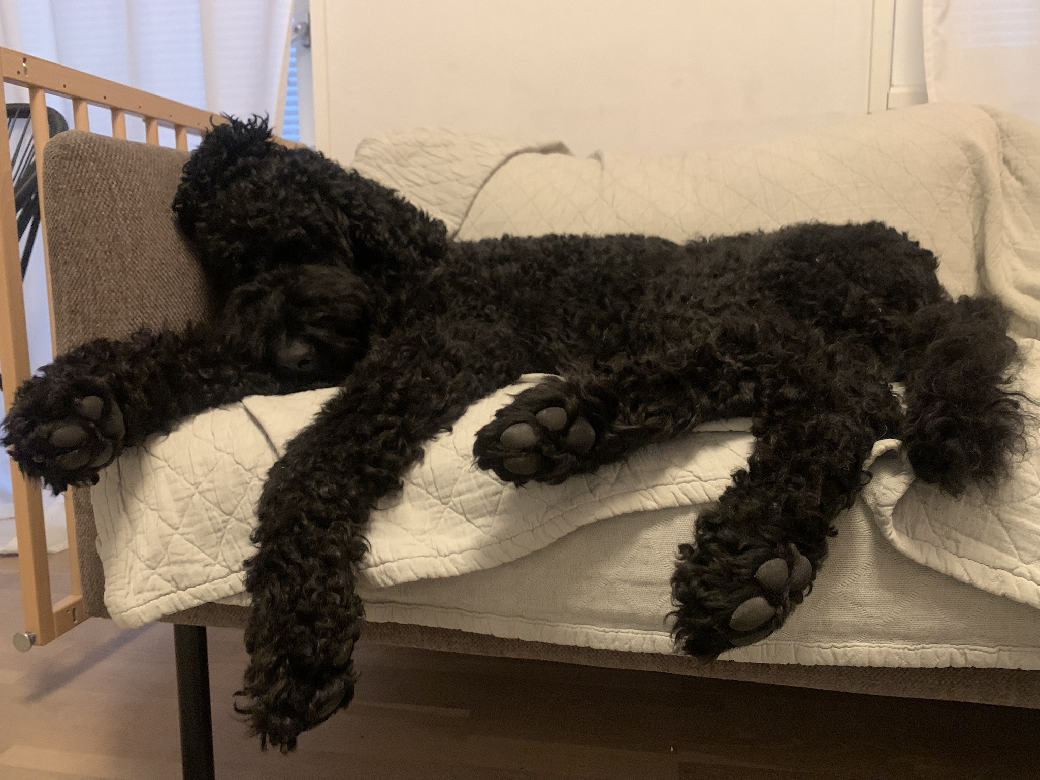 Meet the Dashing Poodle: A True Canine Heartthrob!