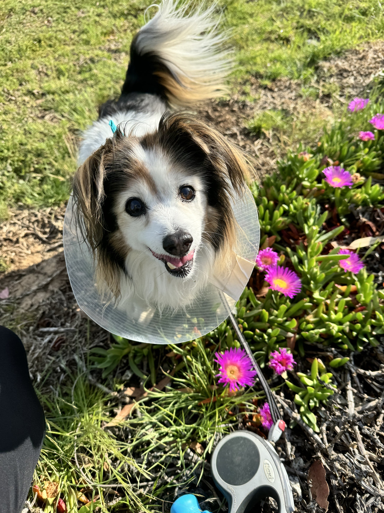 Daily Dose of Cuteness: Panko the Dog Edition