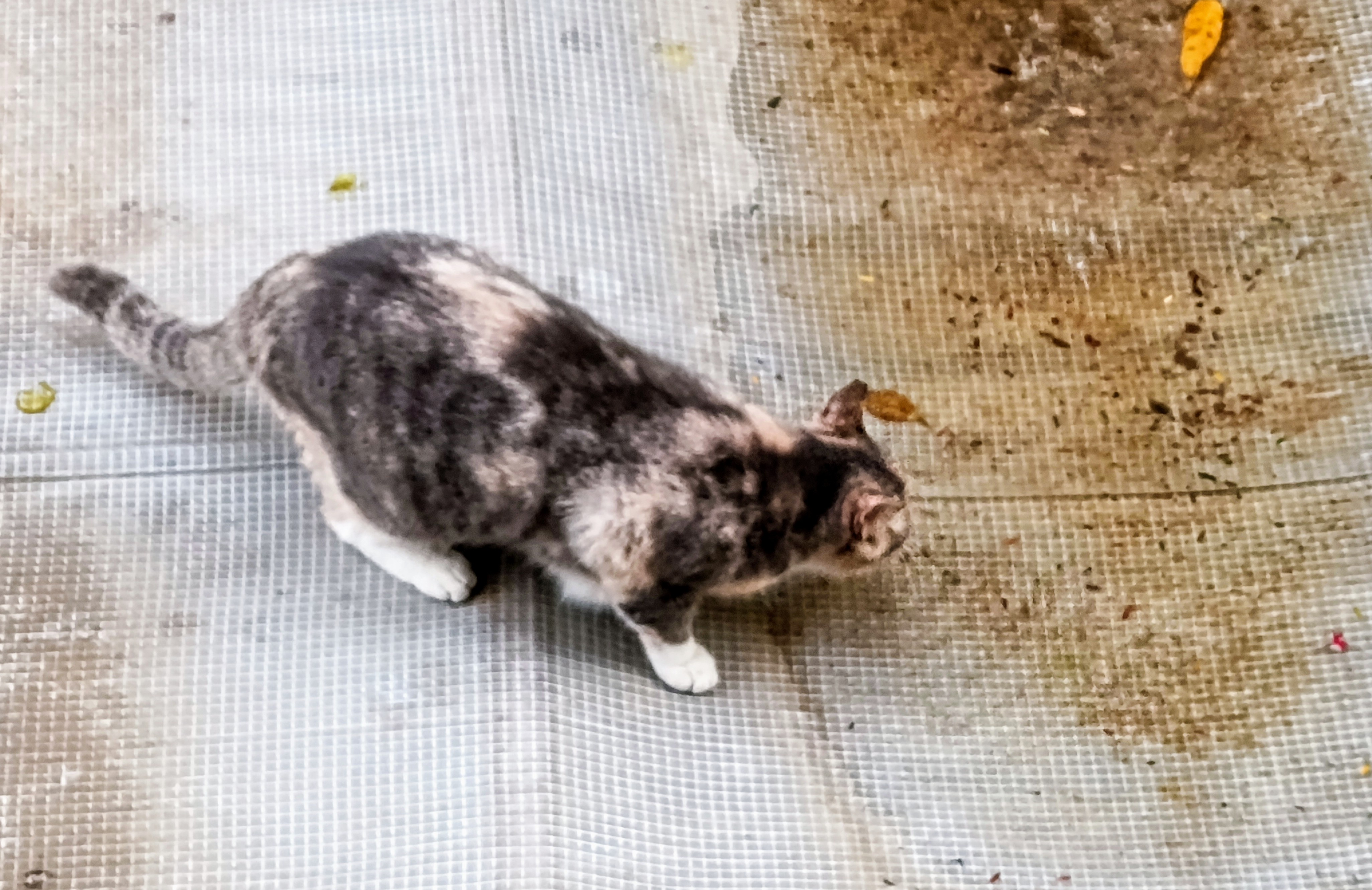 A Cat's Adventure on a Rain-soaked Roof