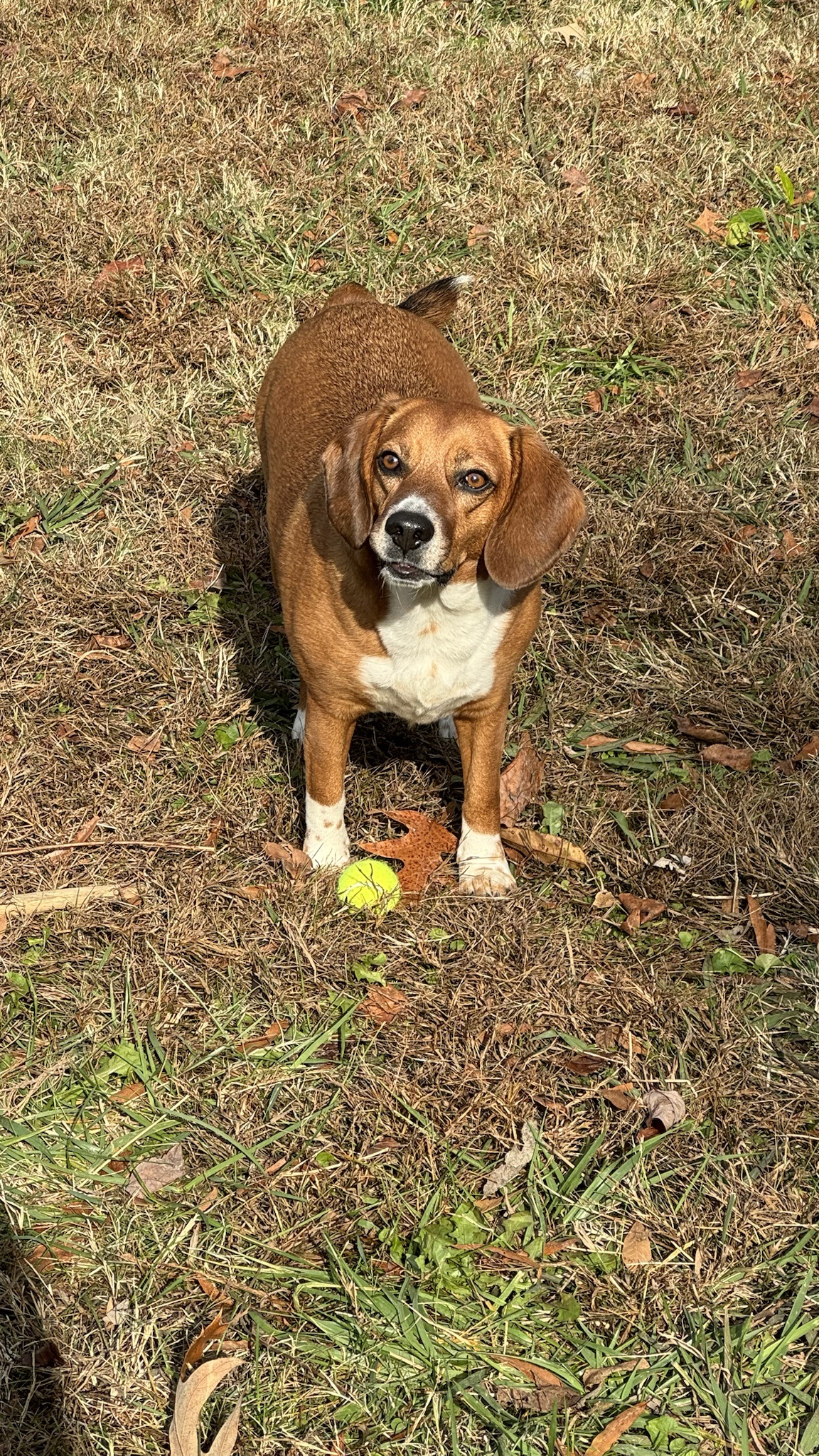 Corny and His Beloved Treasure
