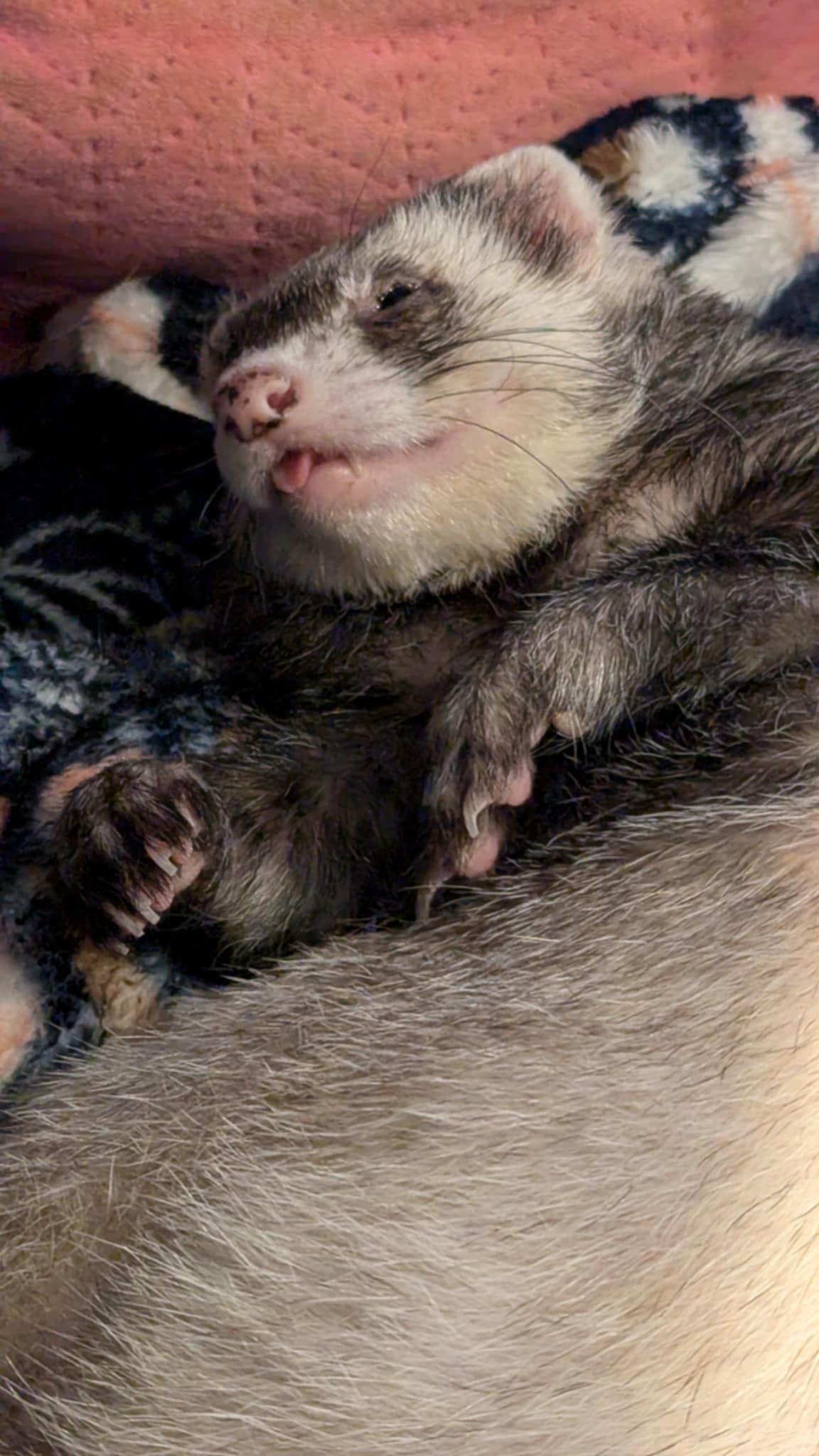 Floyd's adorable blep moment captured
