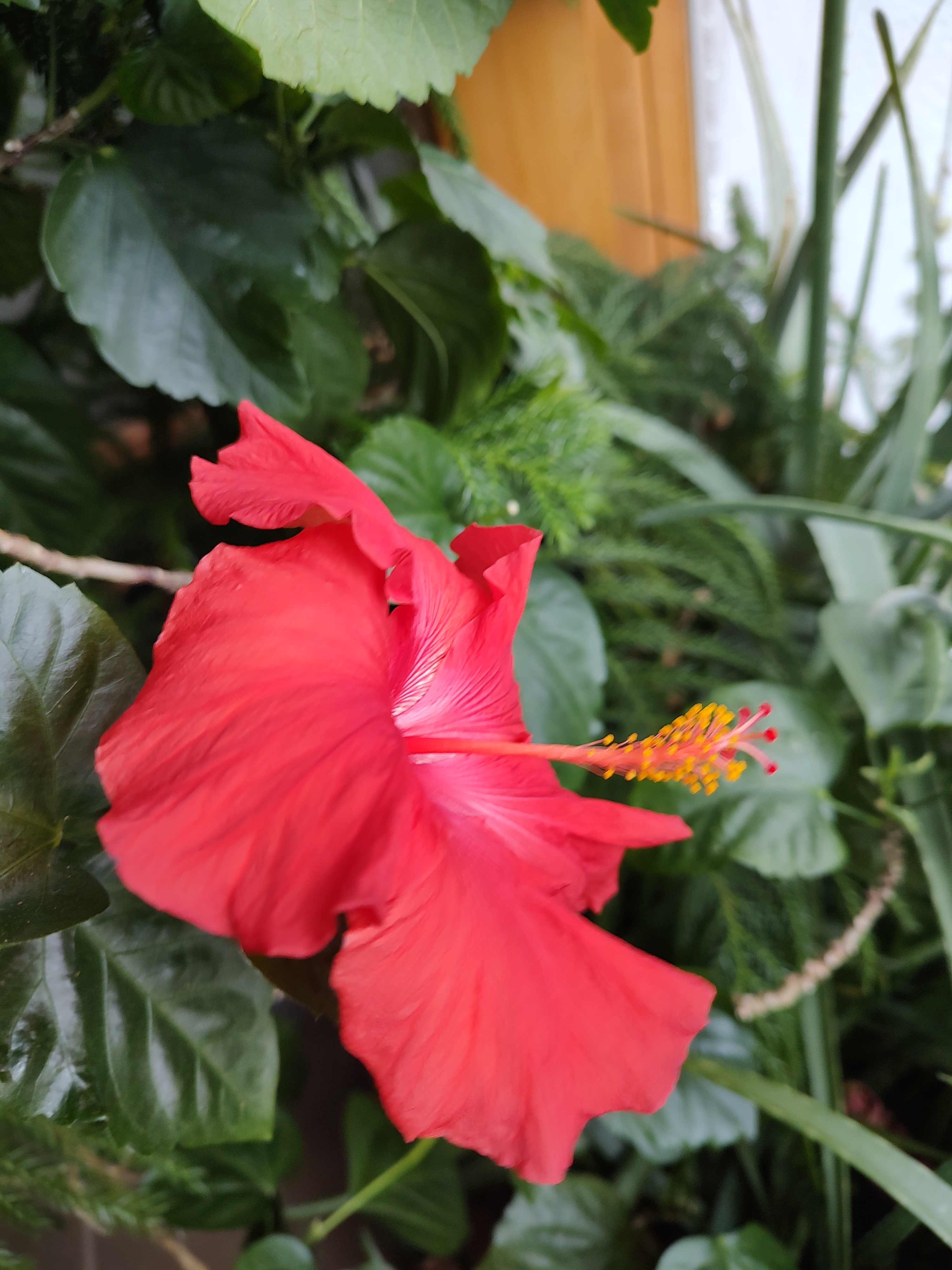 Today's Hibiscus Blooms: A Floral Journey - Part 1 of 2 - 02.05.2025