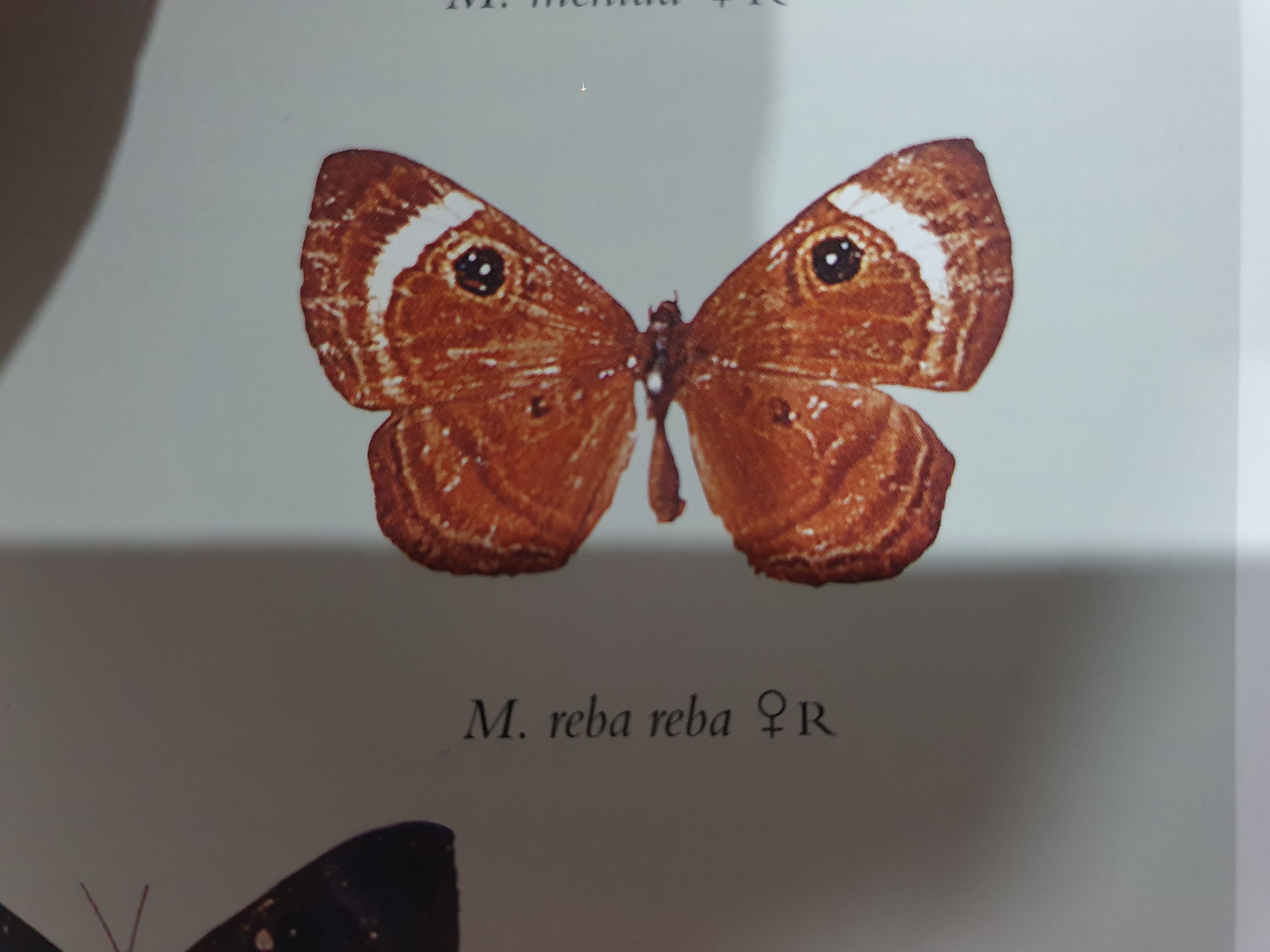 Exploring the Mesosemia reba: A Fascinating Butterfly Species
