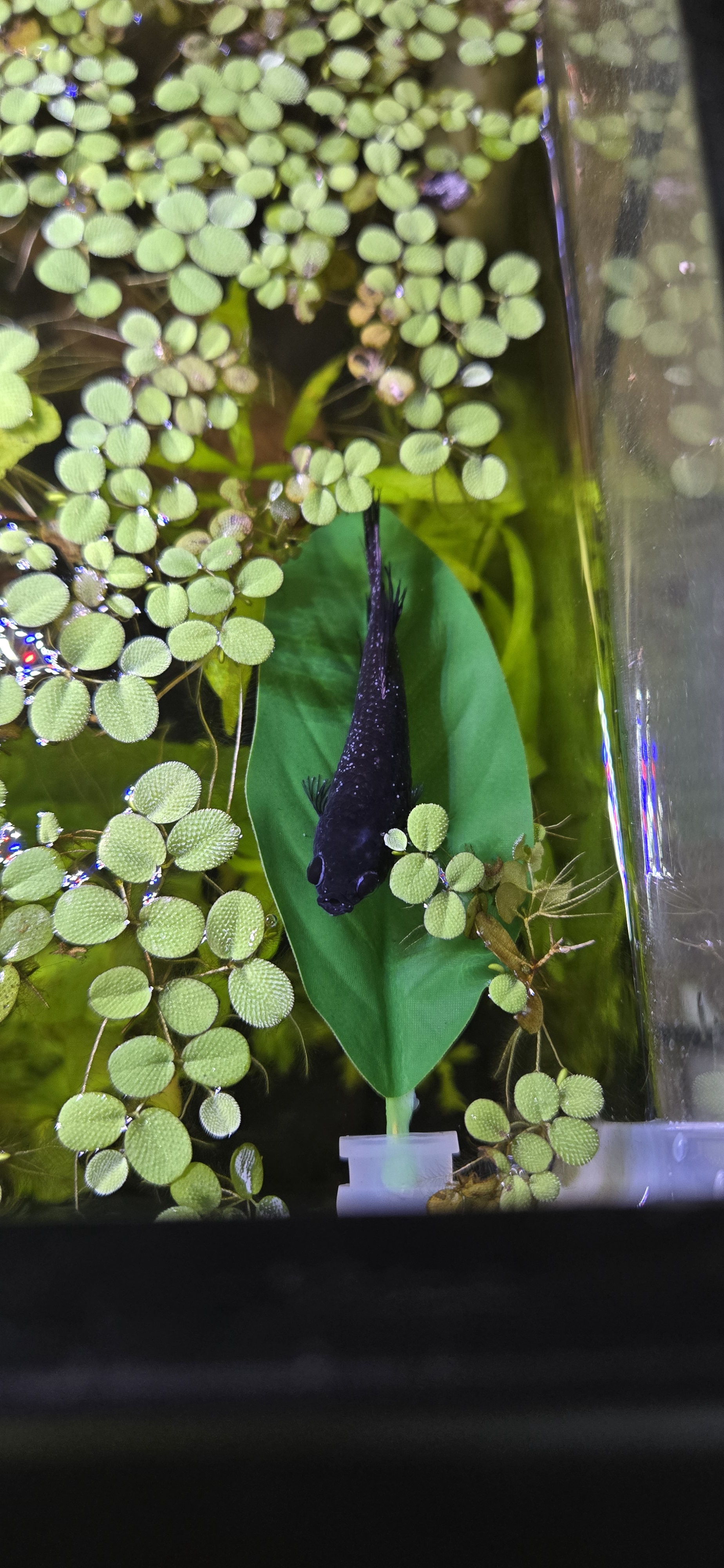 She spends all her time lounging on that leaf, just soaking up the sun.