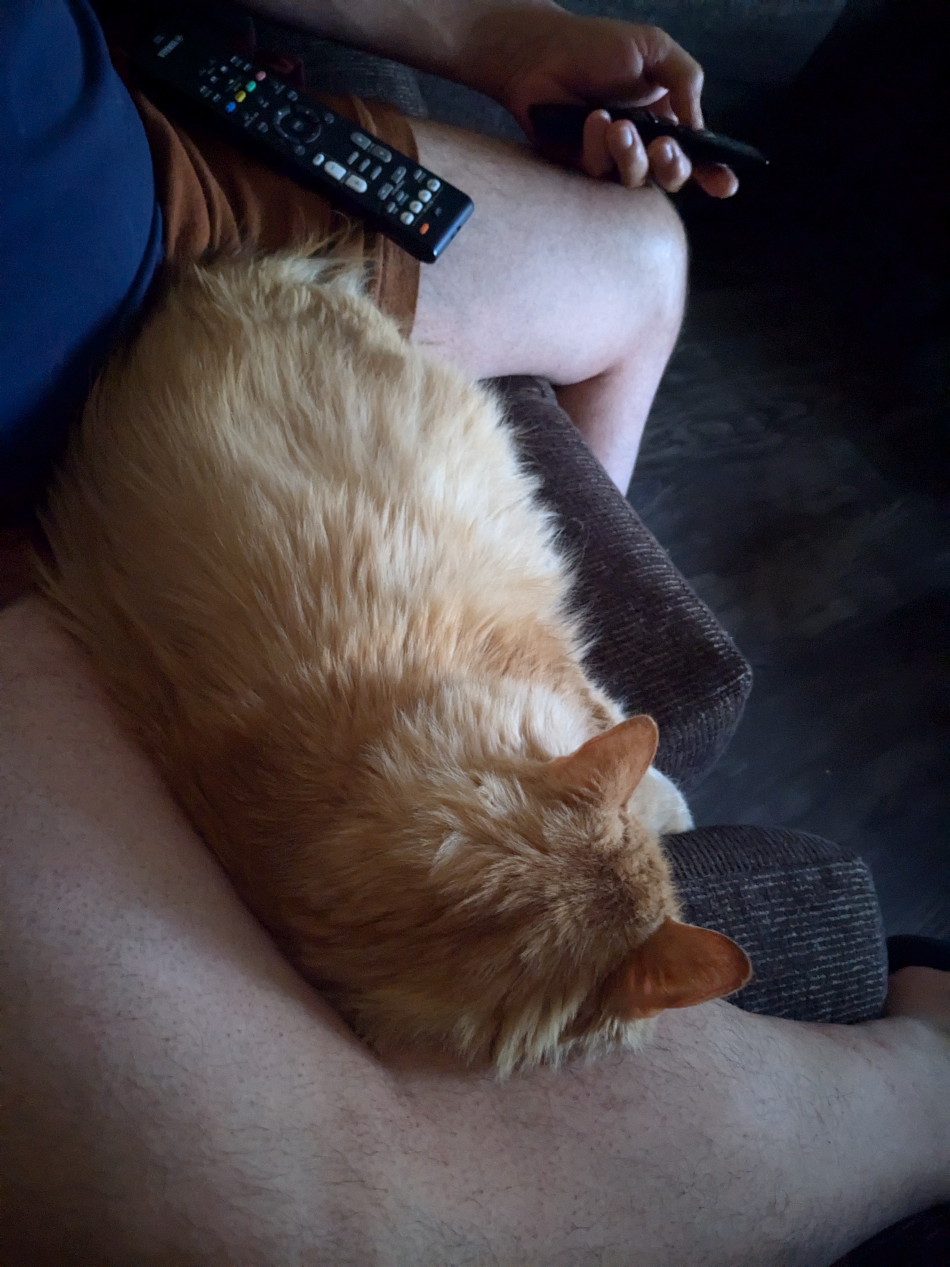 Happy Caturday! Enjoy a Princess Mimi Photo Dump and Cat-Themed Memes to Brighten Your Day