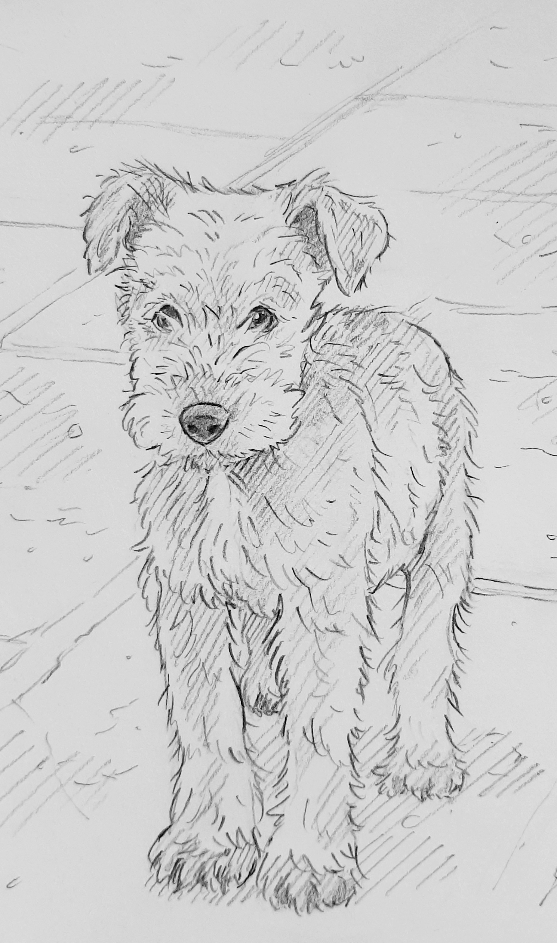 I Drew a Cute Little Terrier!