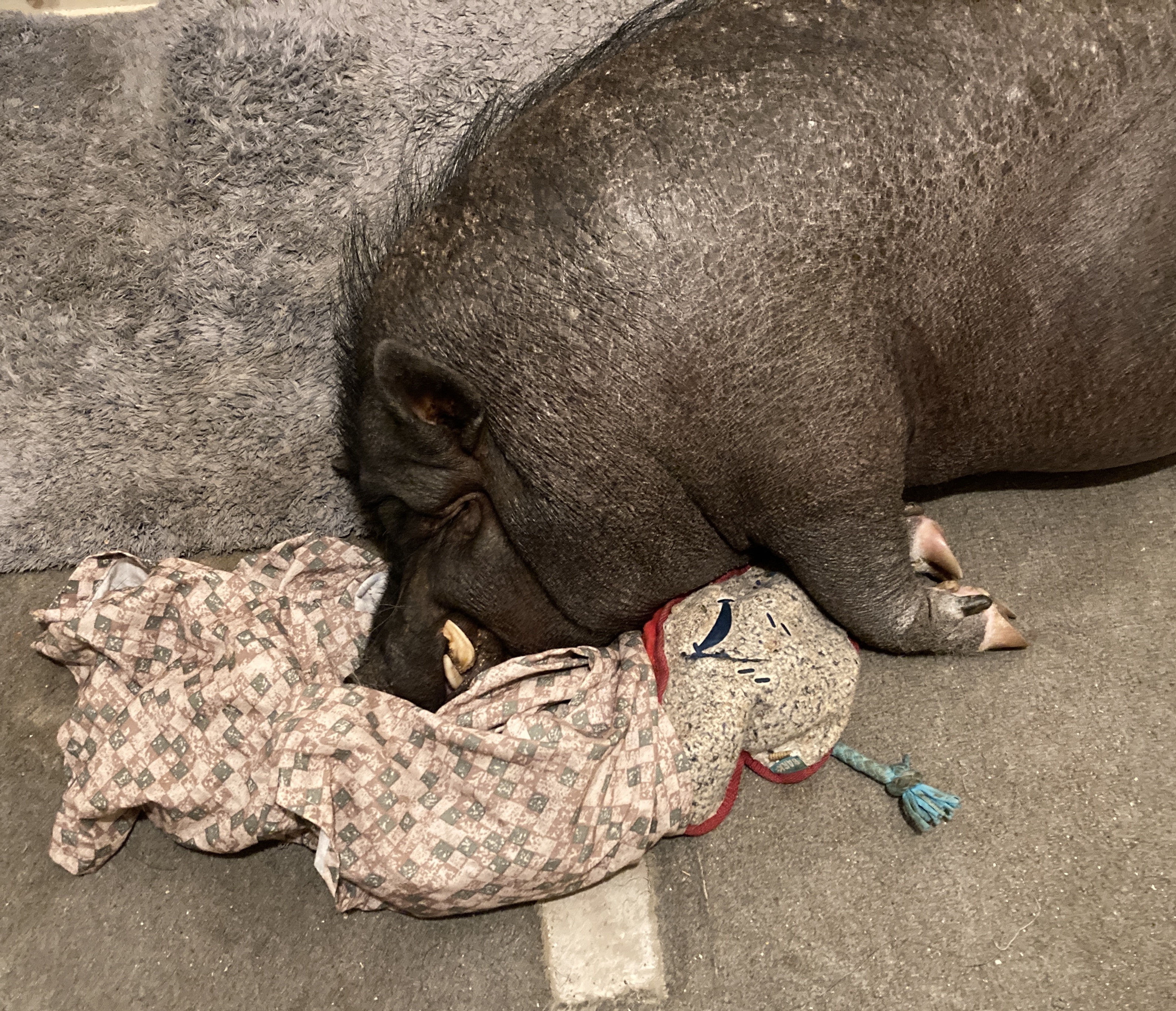 I Gave My Stinky Hospital Gown to Chorizo, Hoping He Missed Me