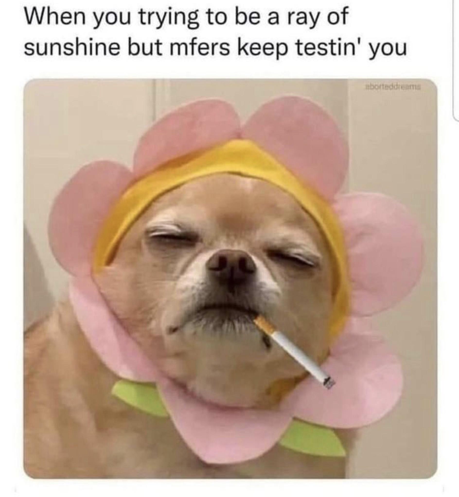 Memes to Brighten Your Thursday Evening!