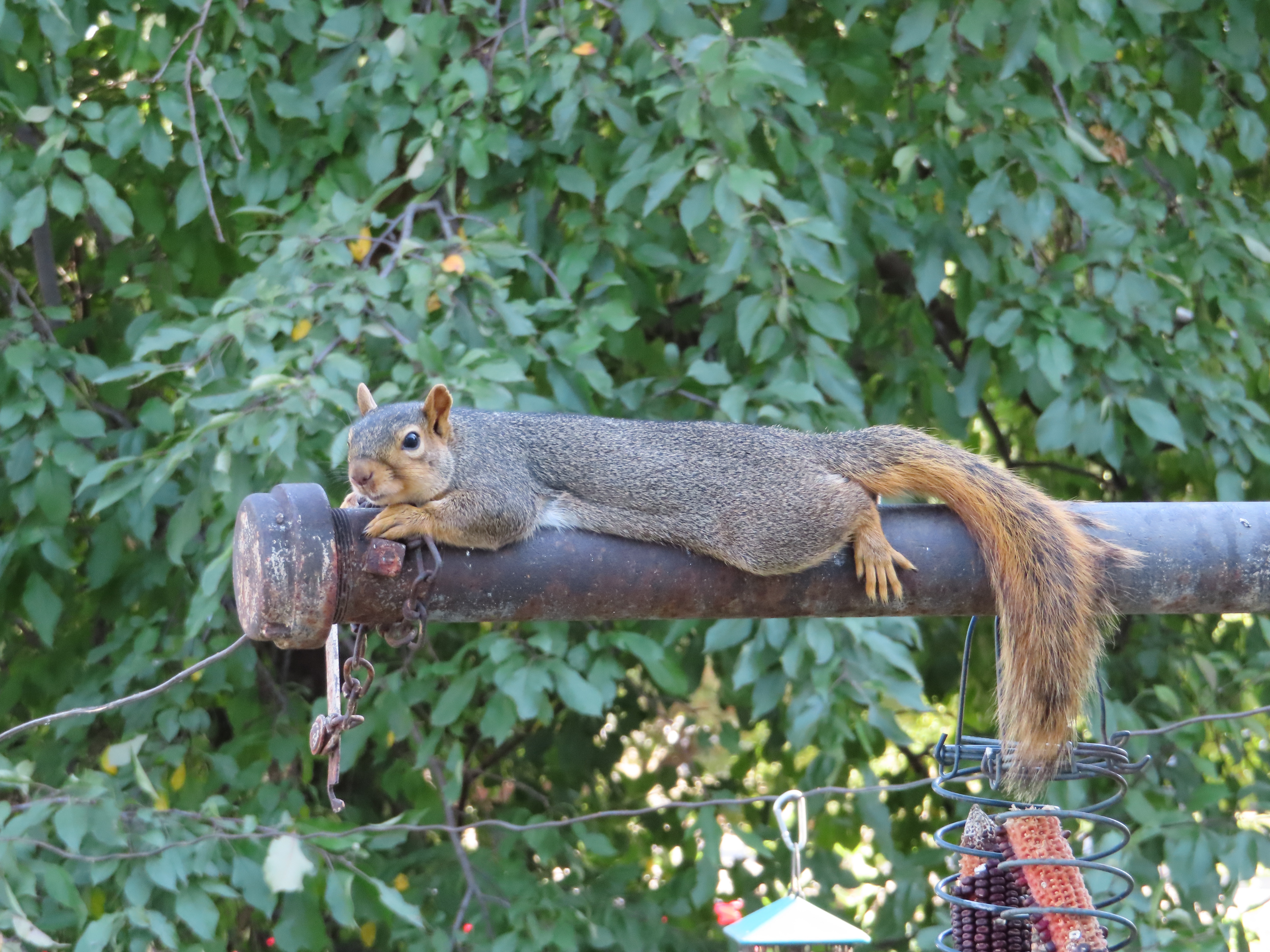 Celebrating Squirrel Appreciation Day with Joy!