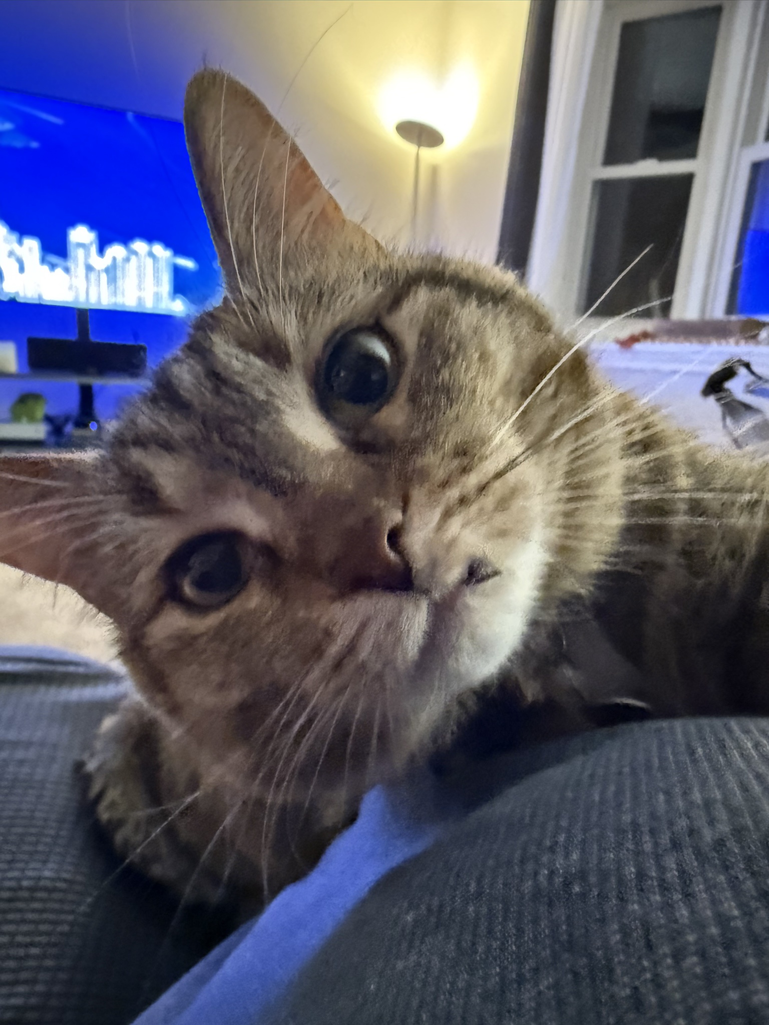 It's my cakeday! Enjoy my adorable cat, Punk.