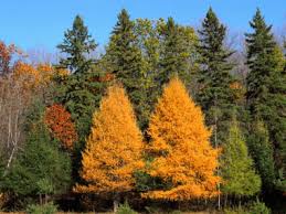 Did You Know? The Tamarack Pine Sheds Its Needles in Winter!