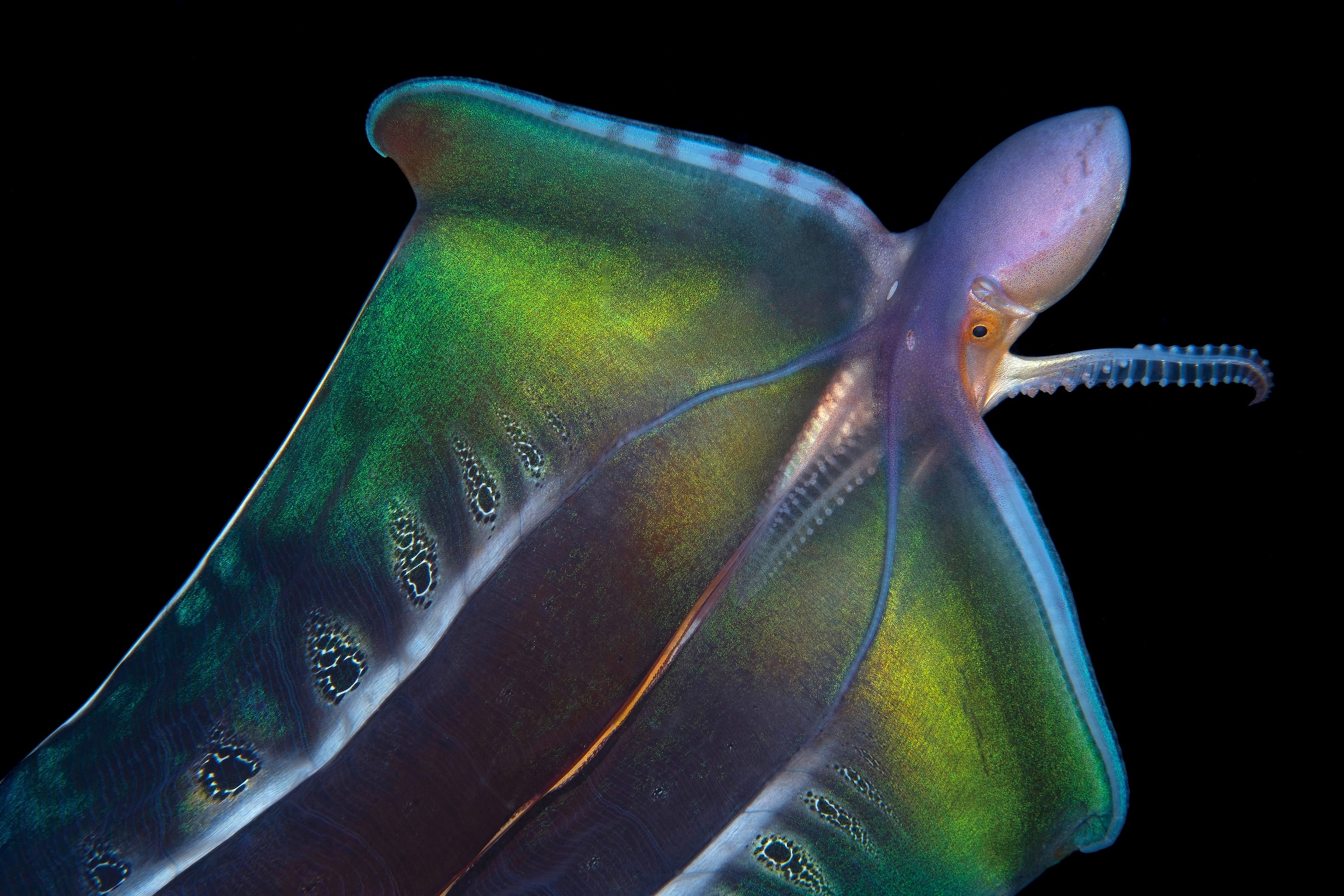 Embracing the Unusual: The Beauty in the Strange