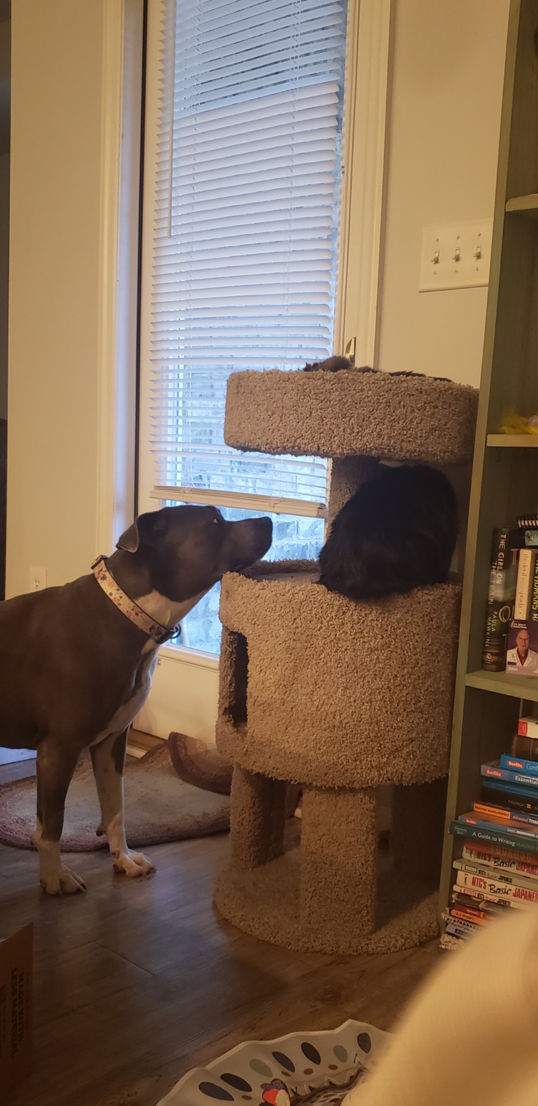 Looking for Loving Homes for My Two Adorable Cats!
