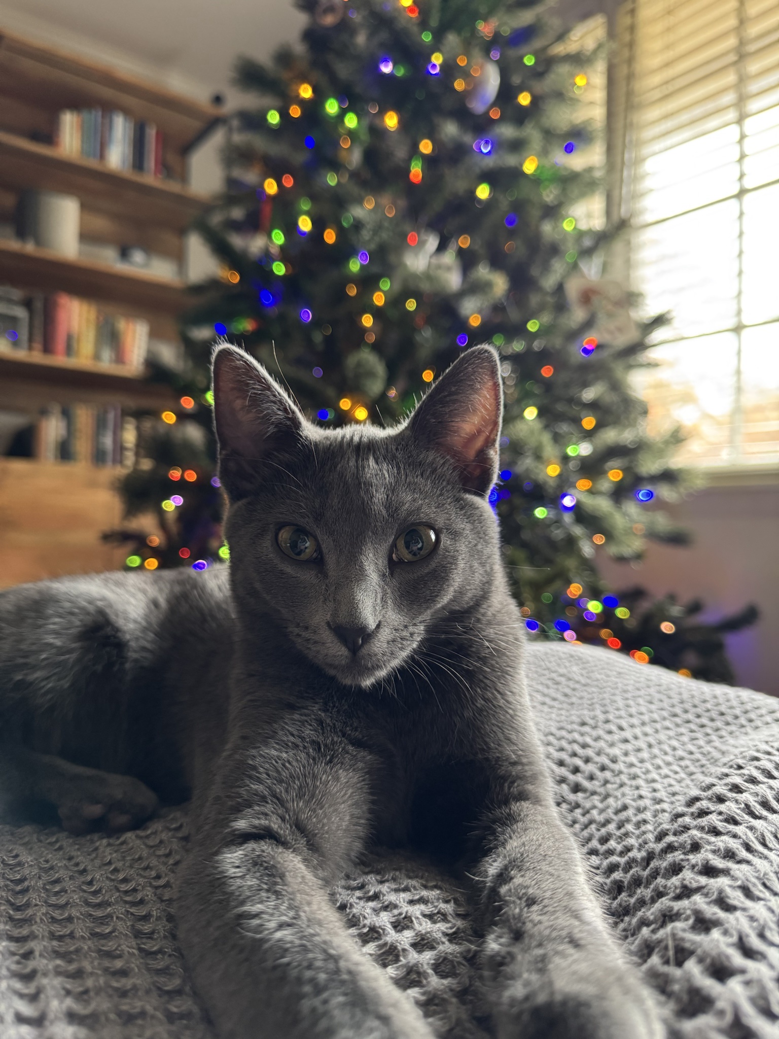 Celebrating a Festive Caturday