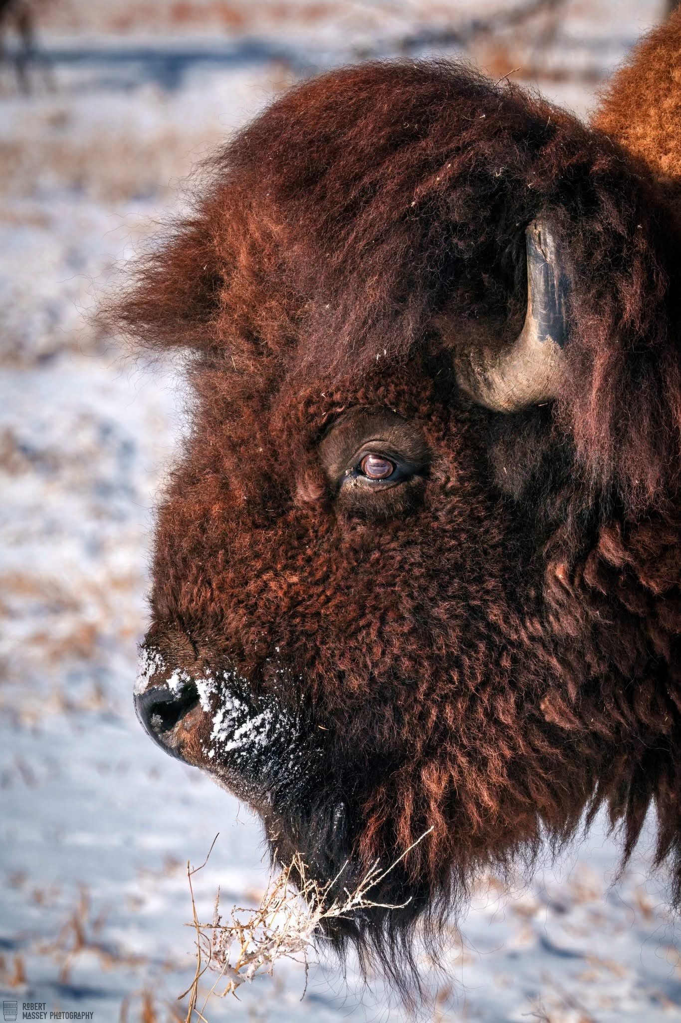 Majestic Bison in Their Natural Habitat