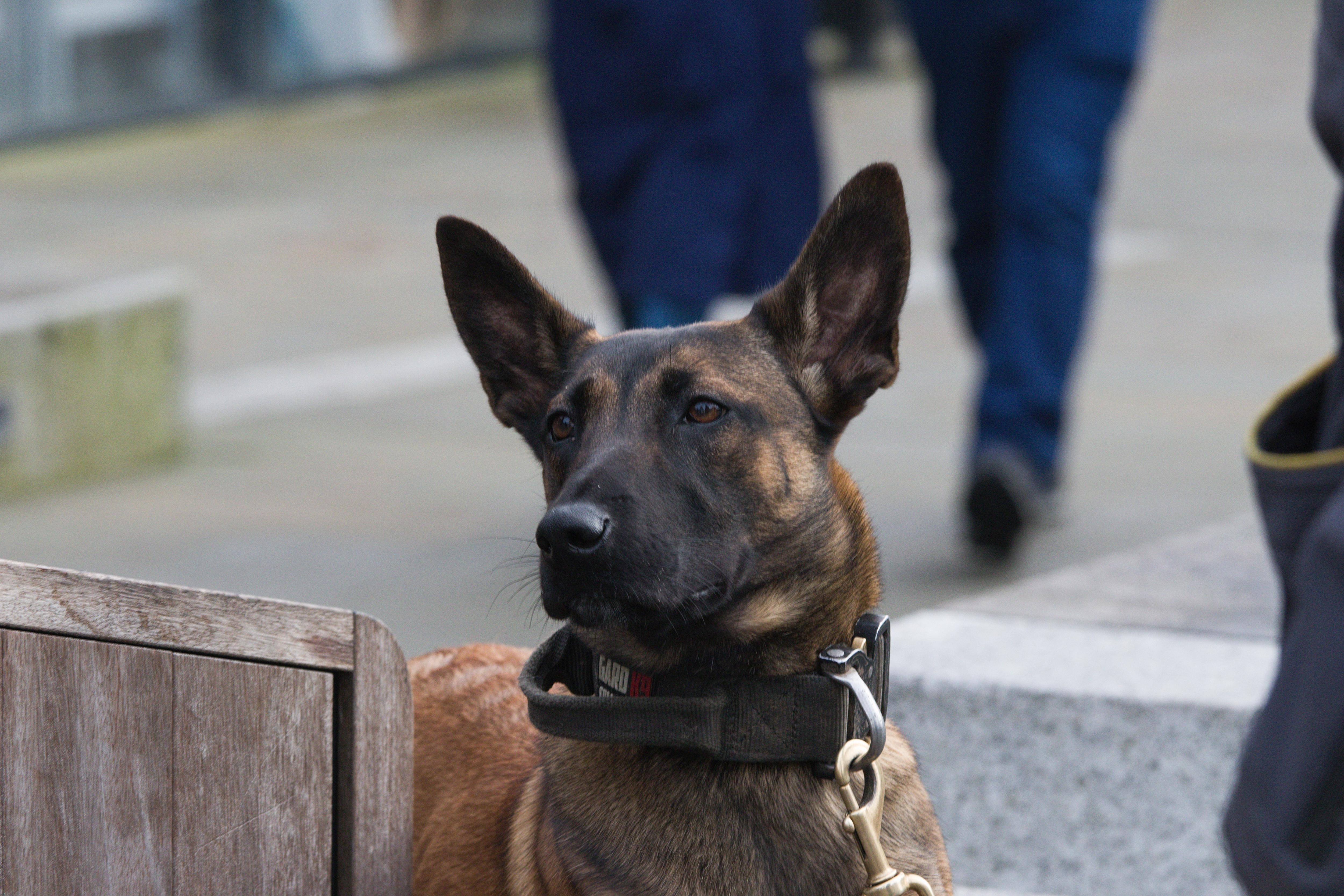 Capturing Canine Charm: A Street Photography Adventure