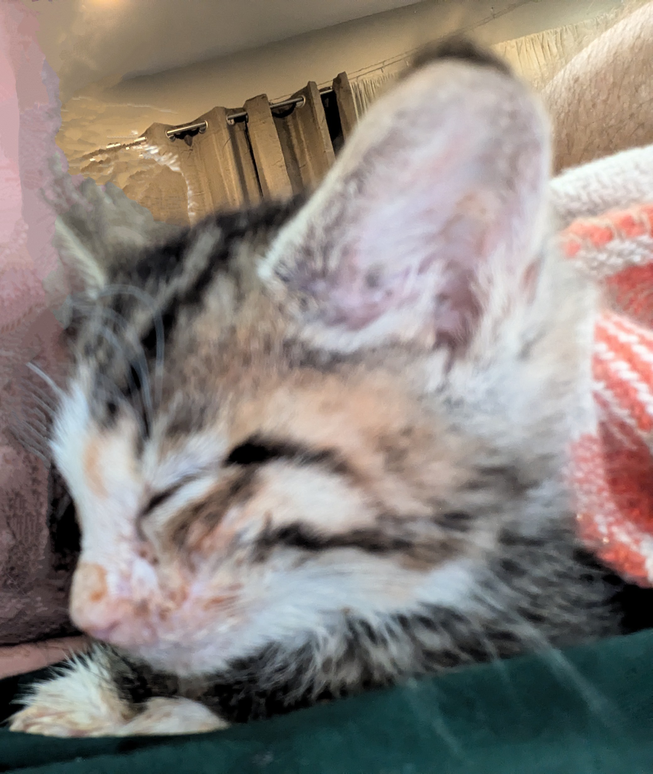The Littlest Foster is Under the Weather
