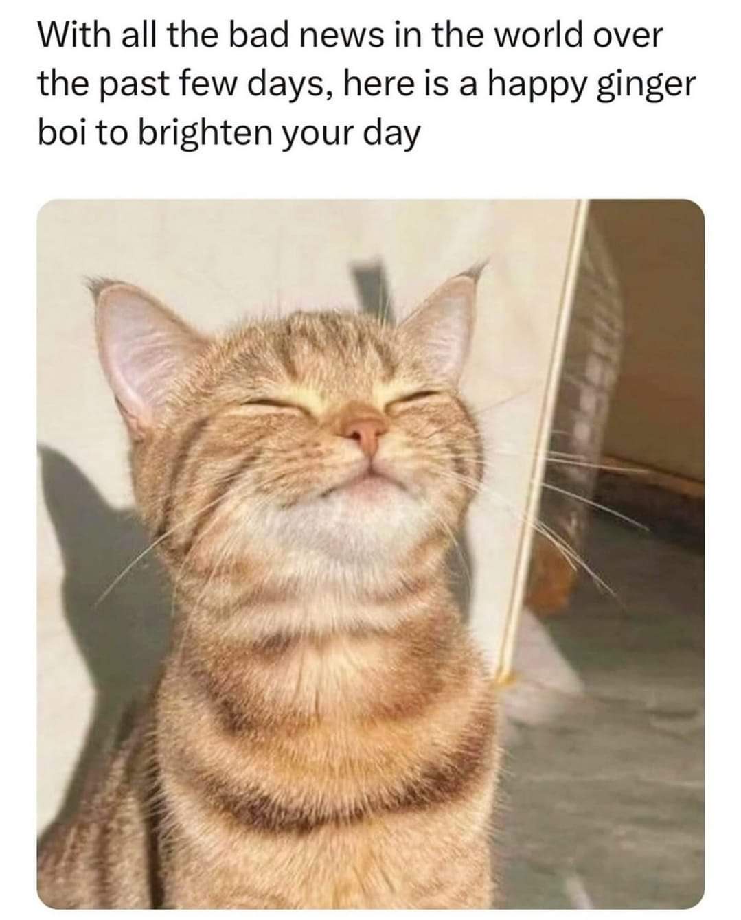 Yes, life can be tough, but at least we have cats to brighten our days.