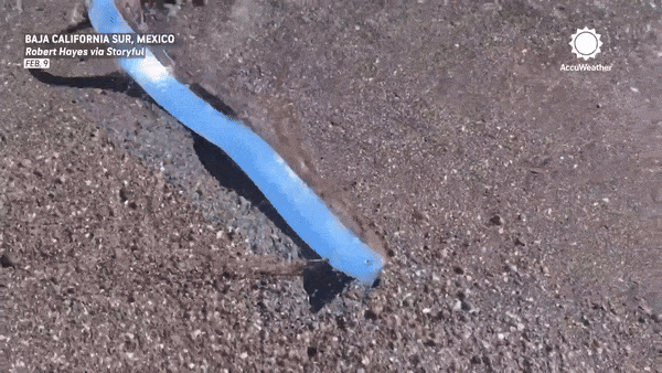 The Mysterious Departure of Oarfish: What It Might Mean