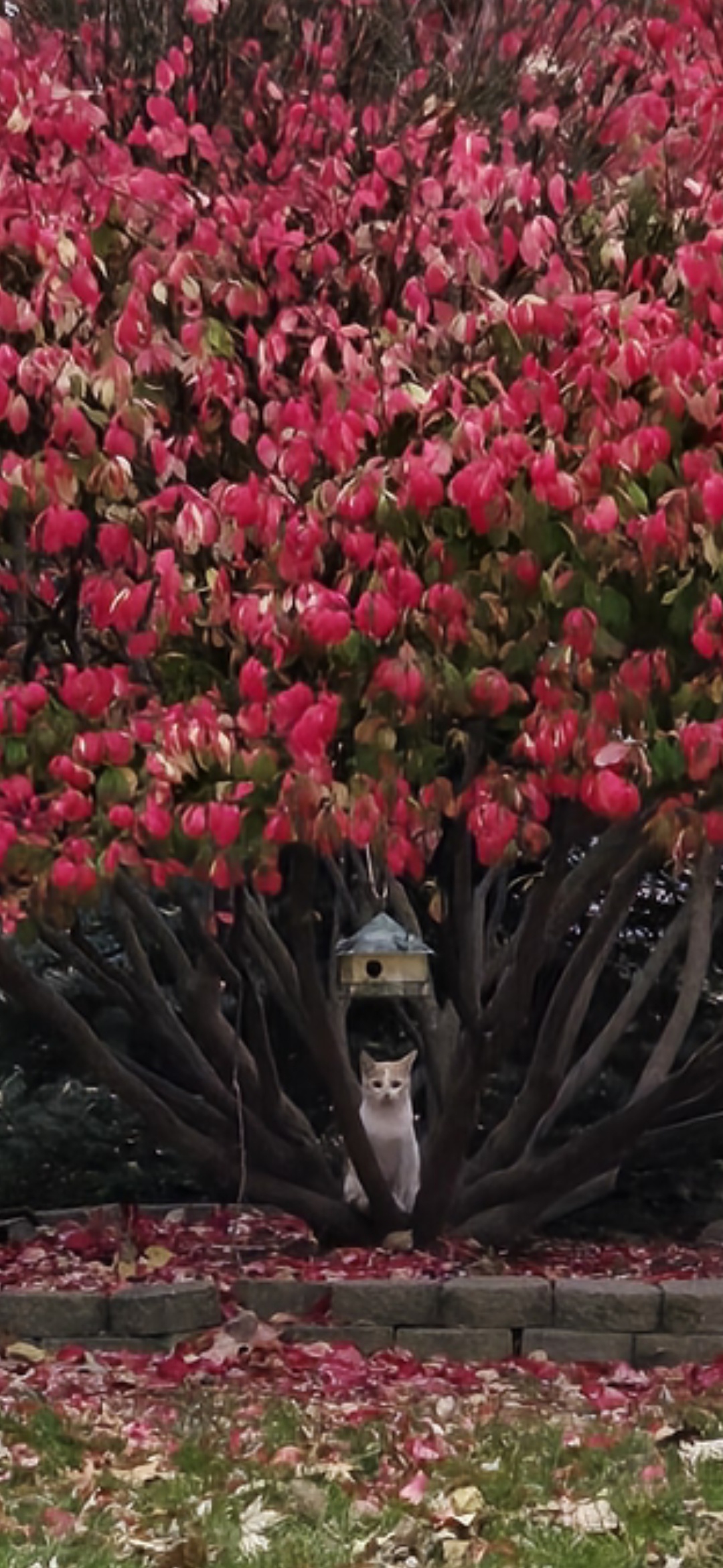 Kittens frolicking in the burning bush - a sight to behold!