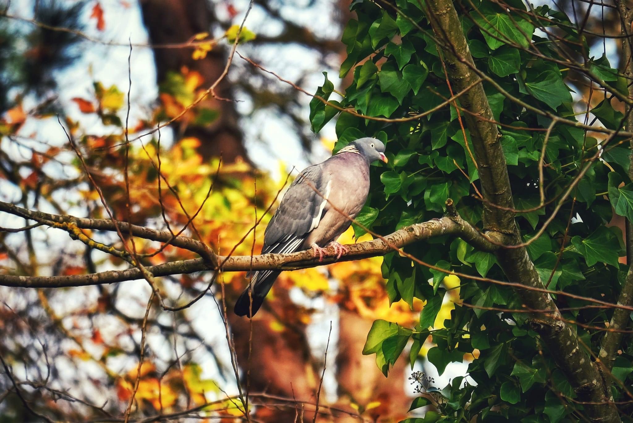 Meet the Charming Woodpigeon