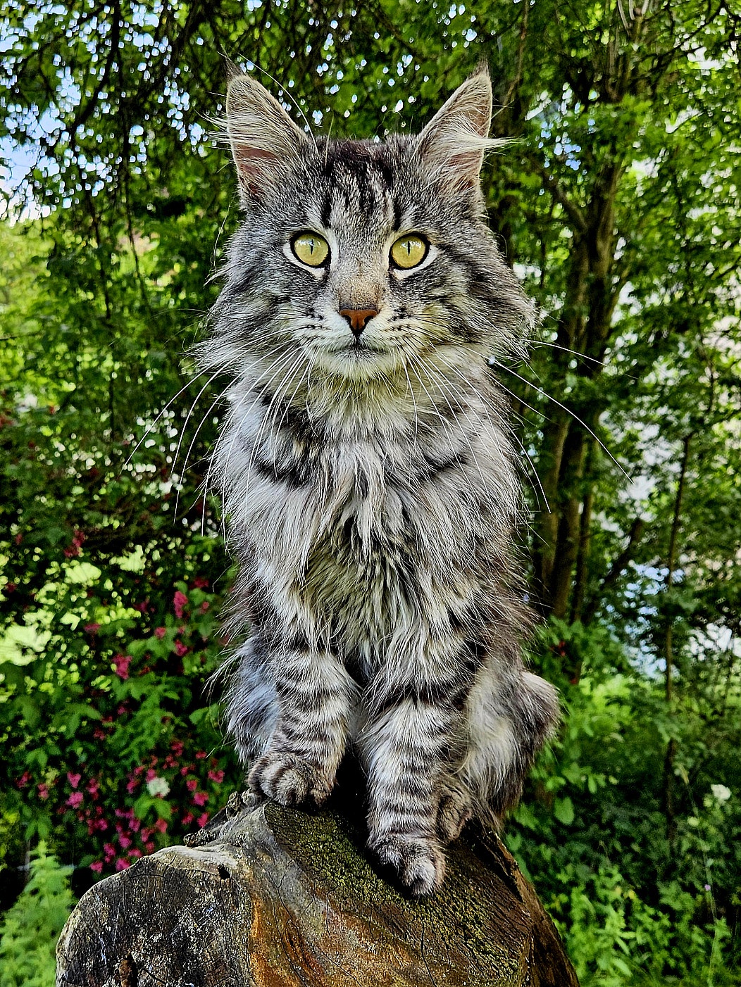 Overflowing with Fluffiness