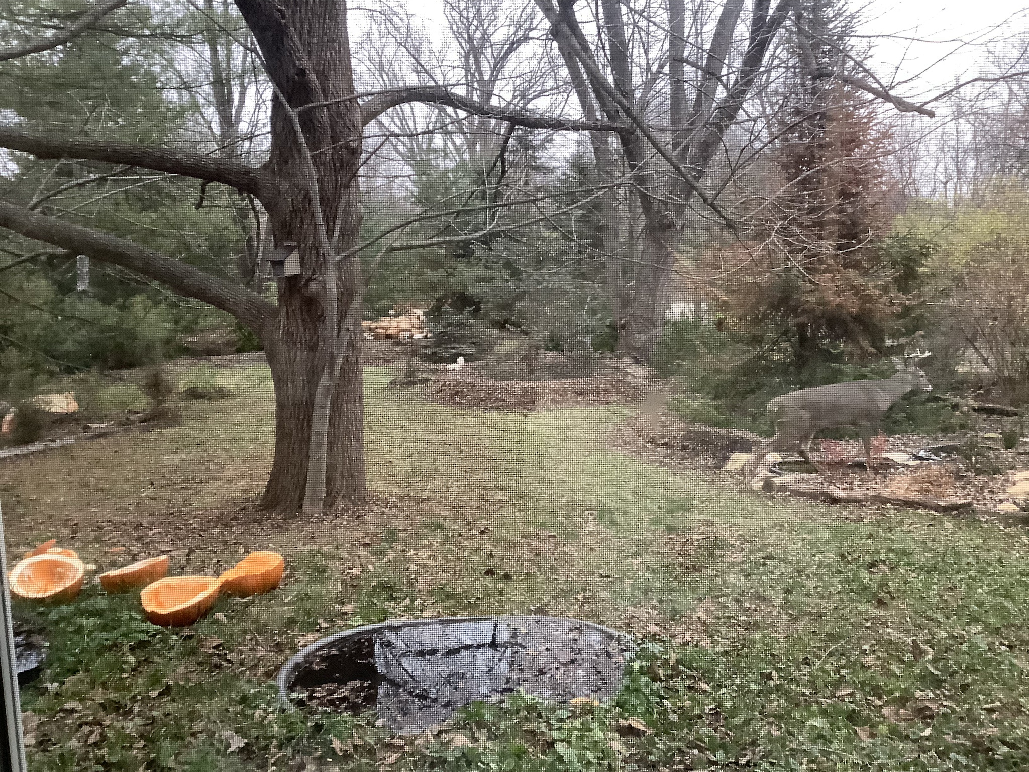 The Adventures of Buck and the Albino Squirrel: November 27, 2024