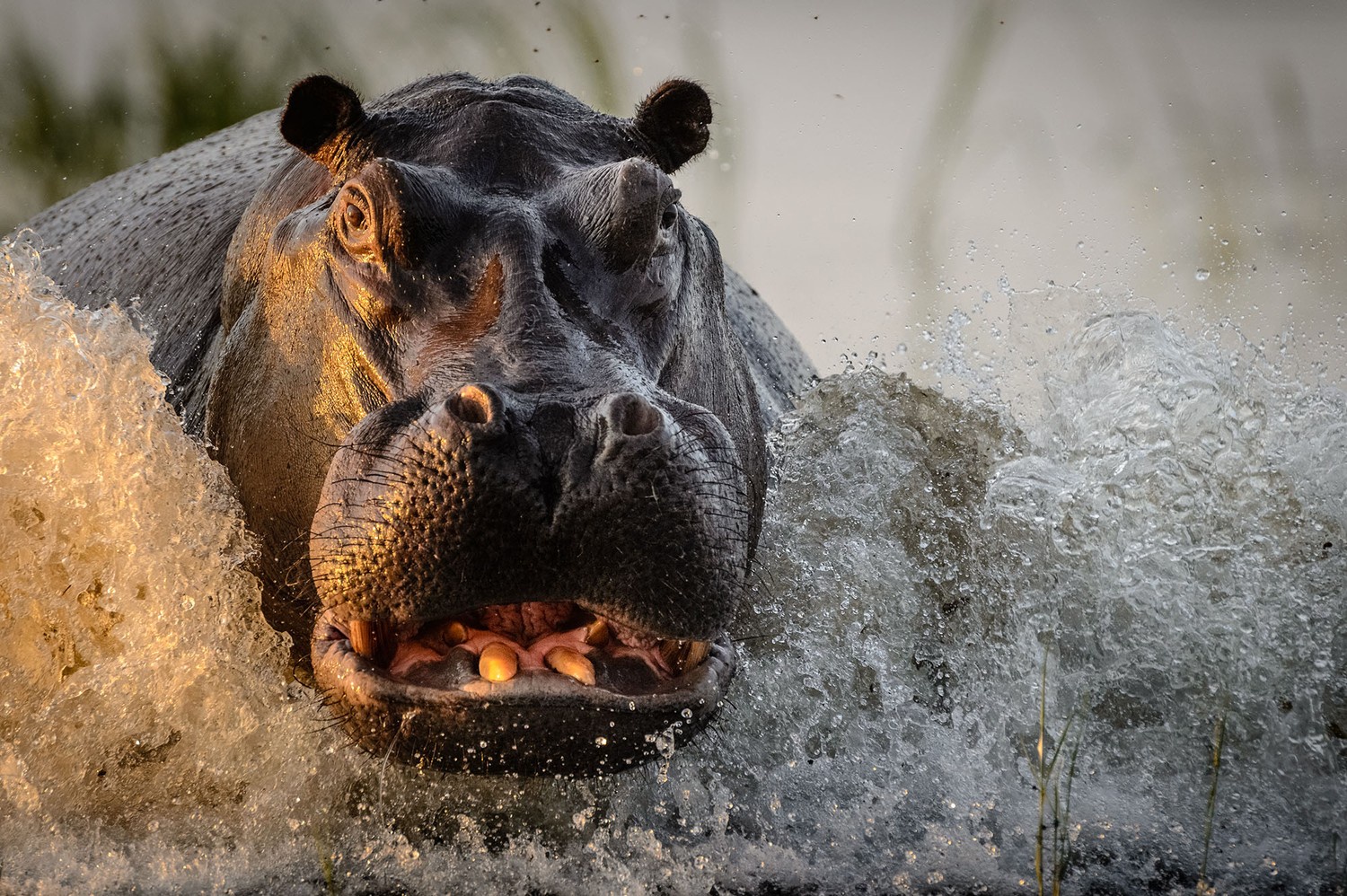 The Mighty Territorial Hippo: Nature's Unyielding Guardian