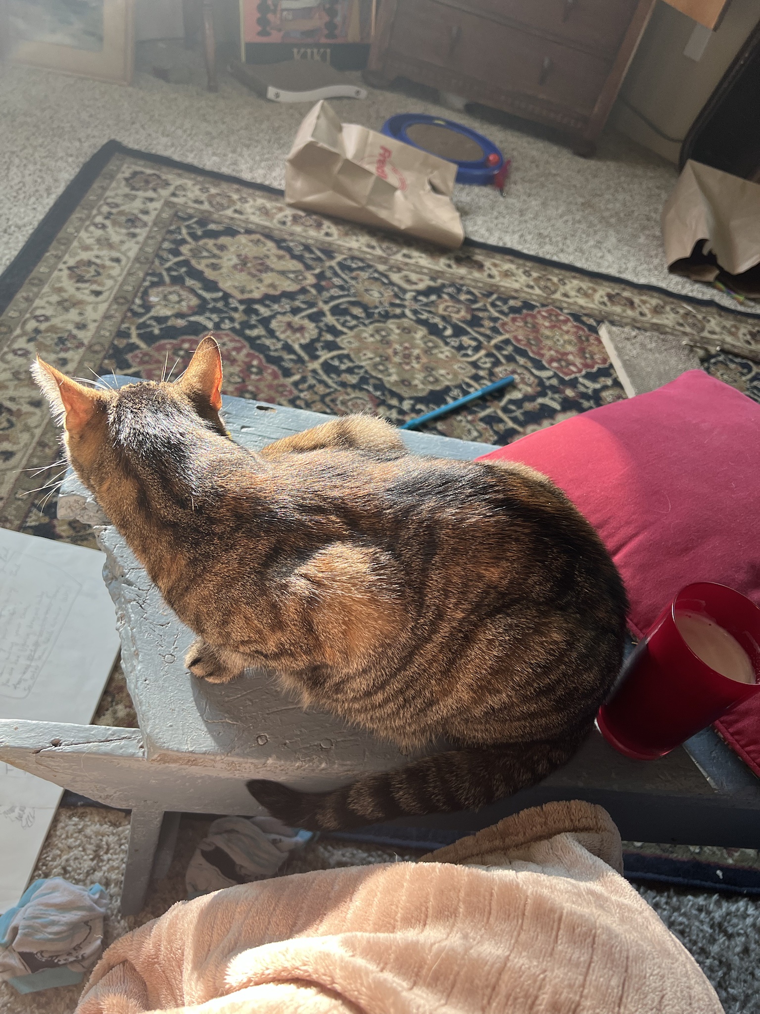 A Daily Dose of Cat Cuteness to Brighten Your Day