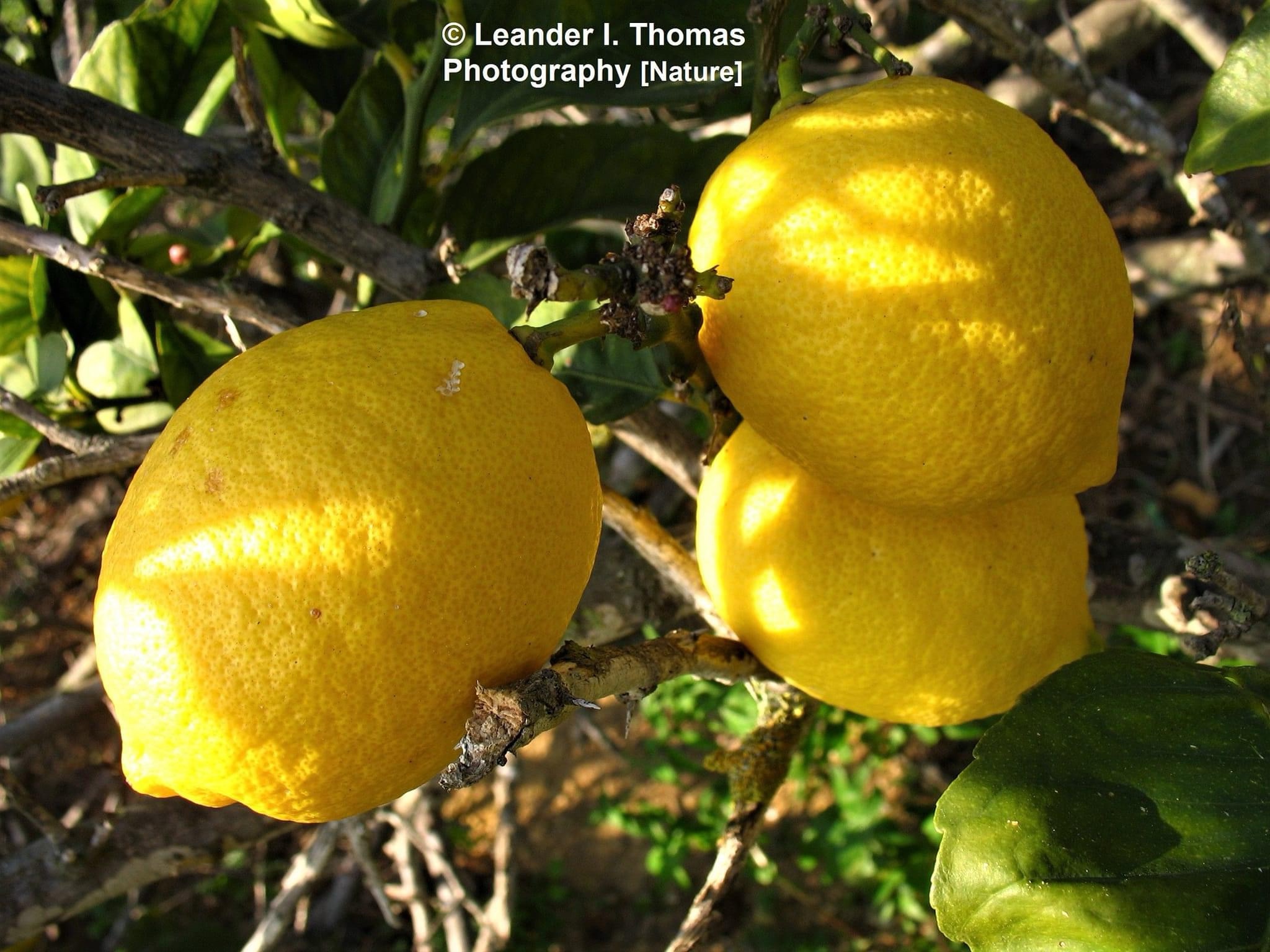 When life gives you lemons, make something amazing!