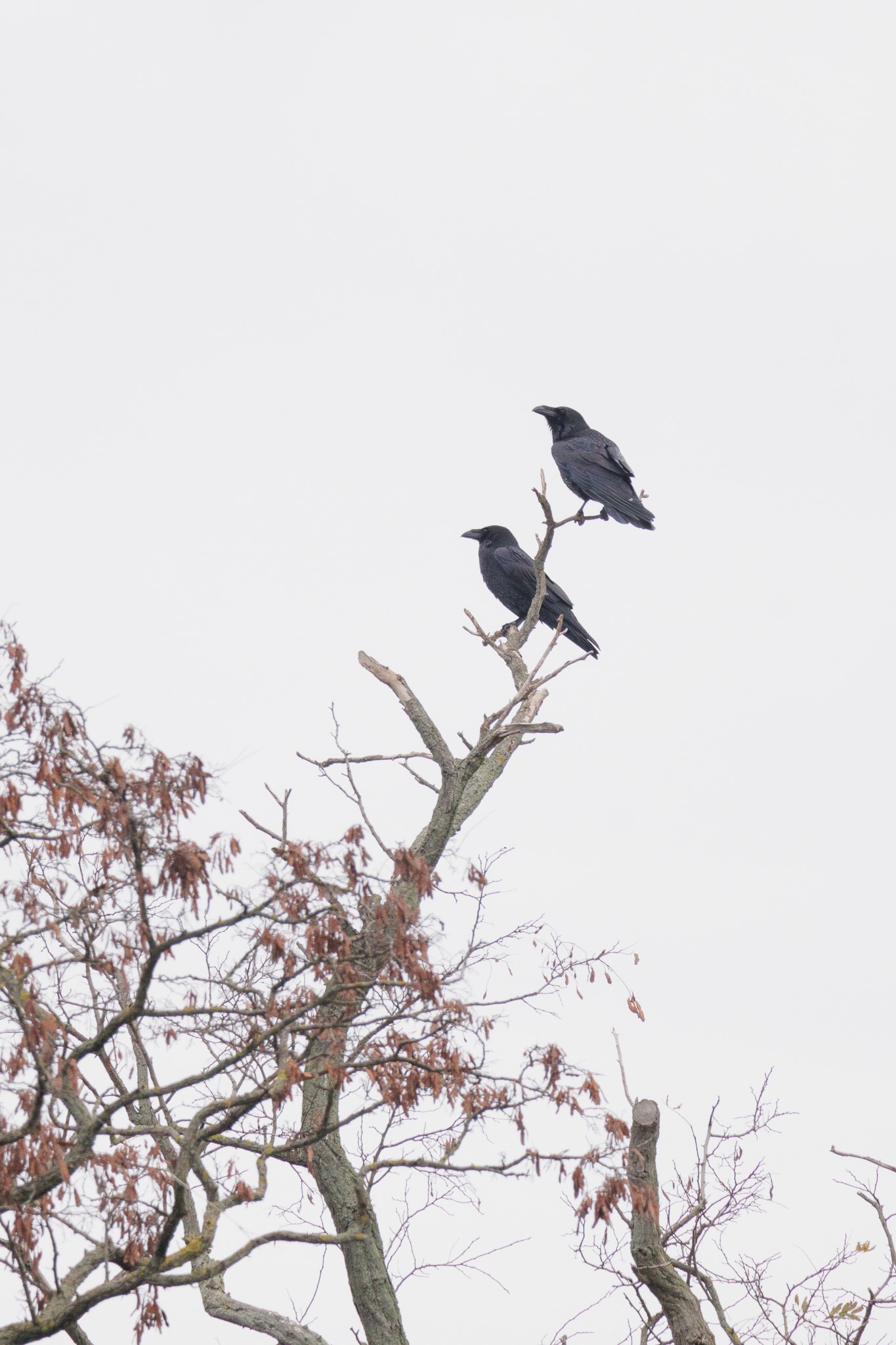 Nature Moment of the Day #78 - The Twa Corbies