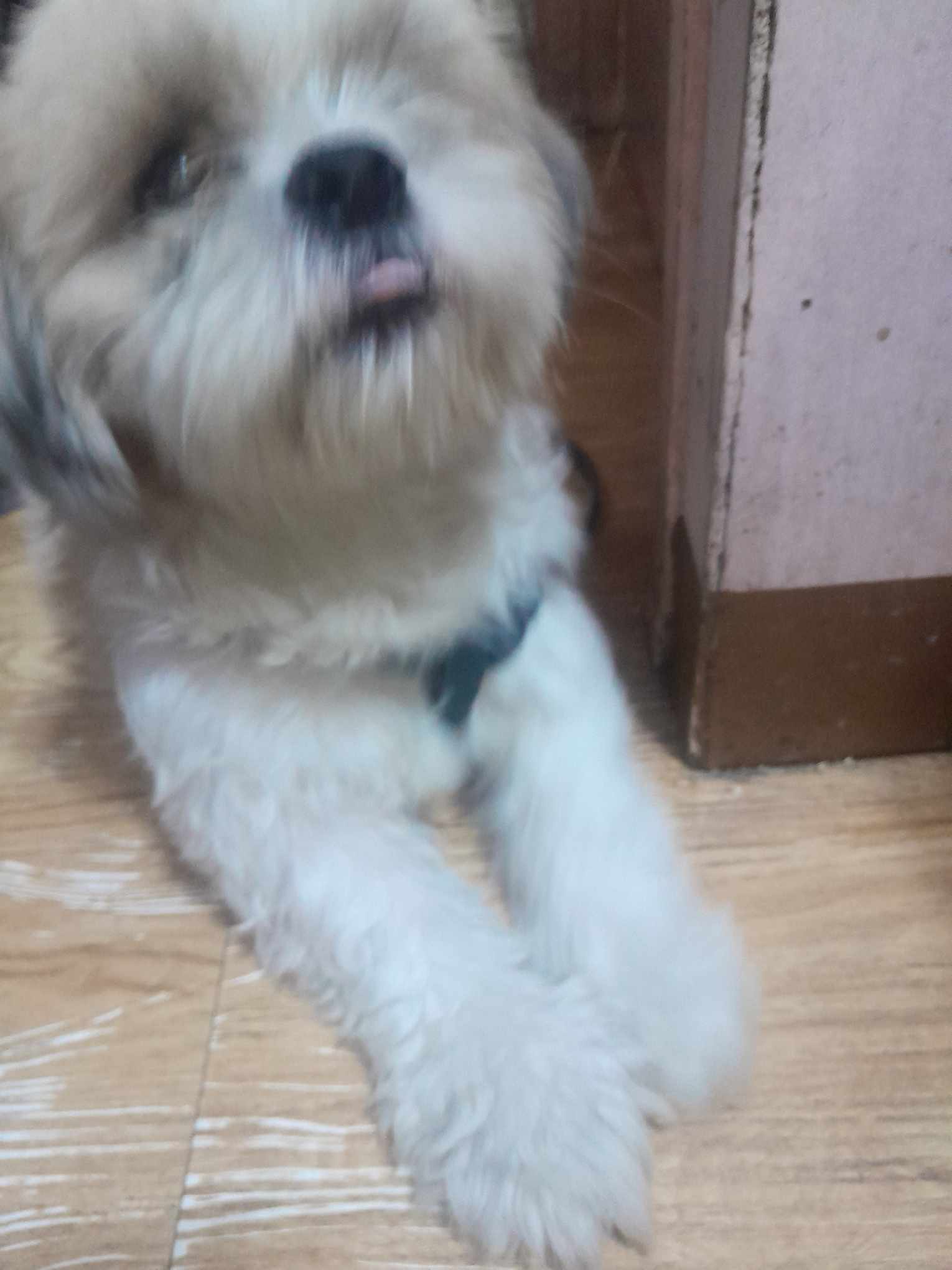 Adorable Doggo with a Playful Tongue Out