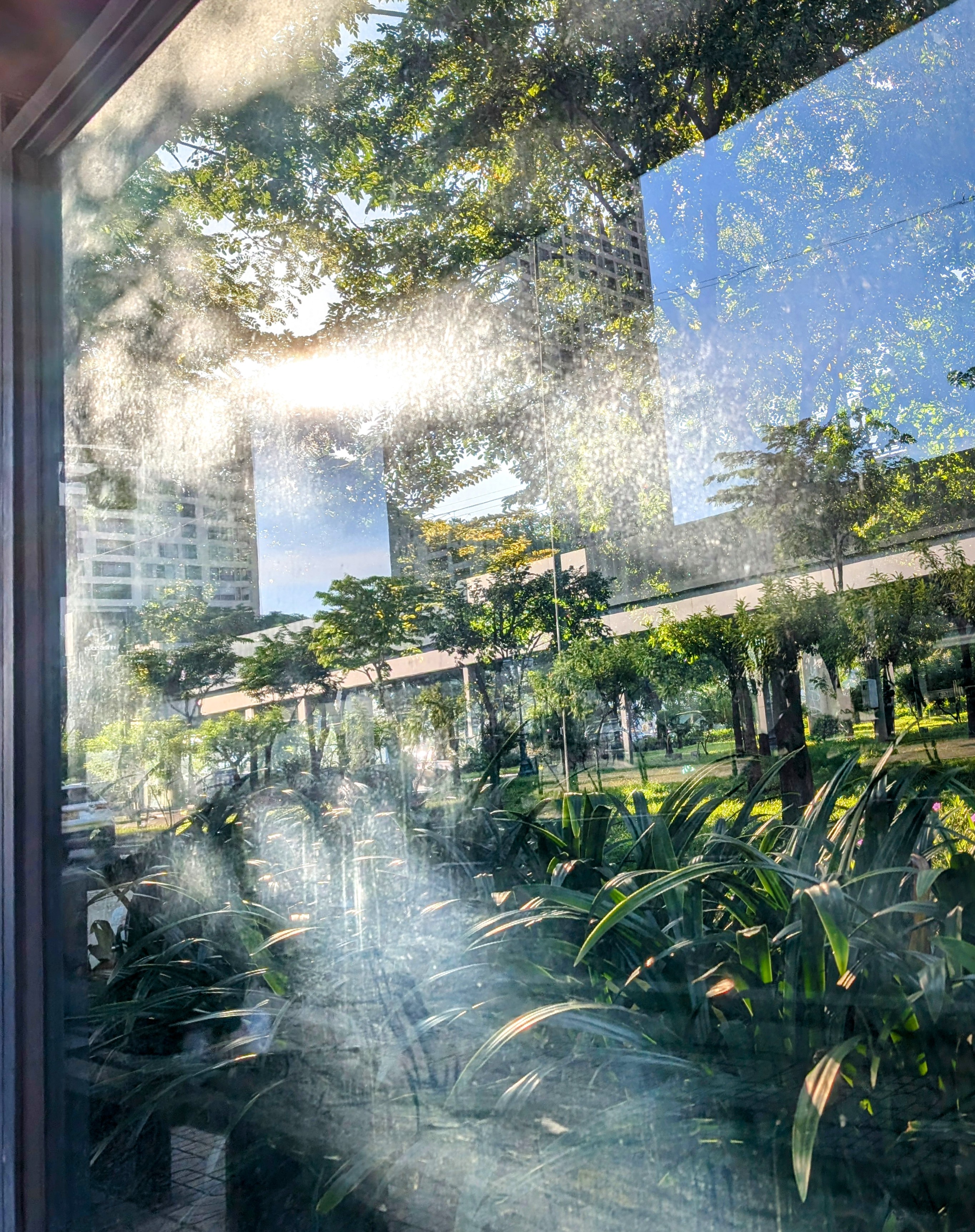 The Beauty of Komorebi
