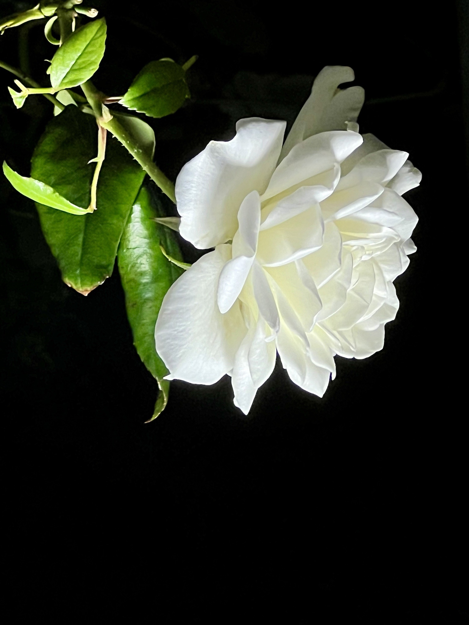 A beautiful rose blooming in the darkness