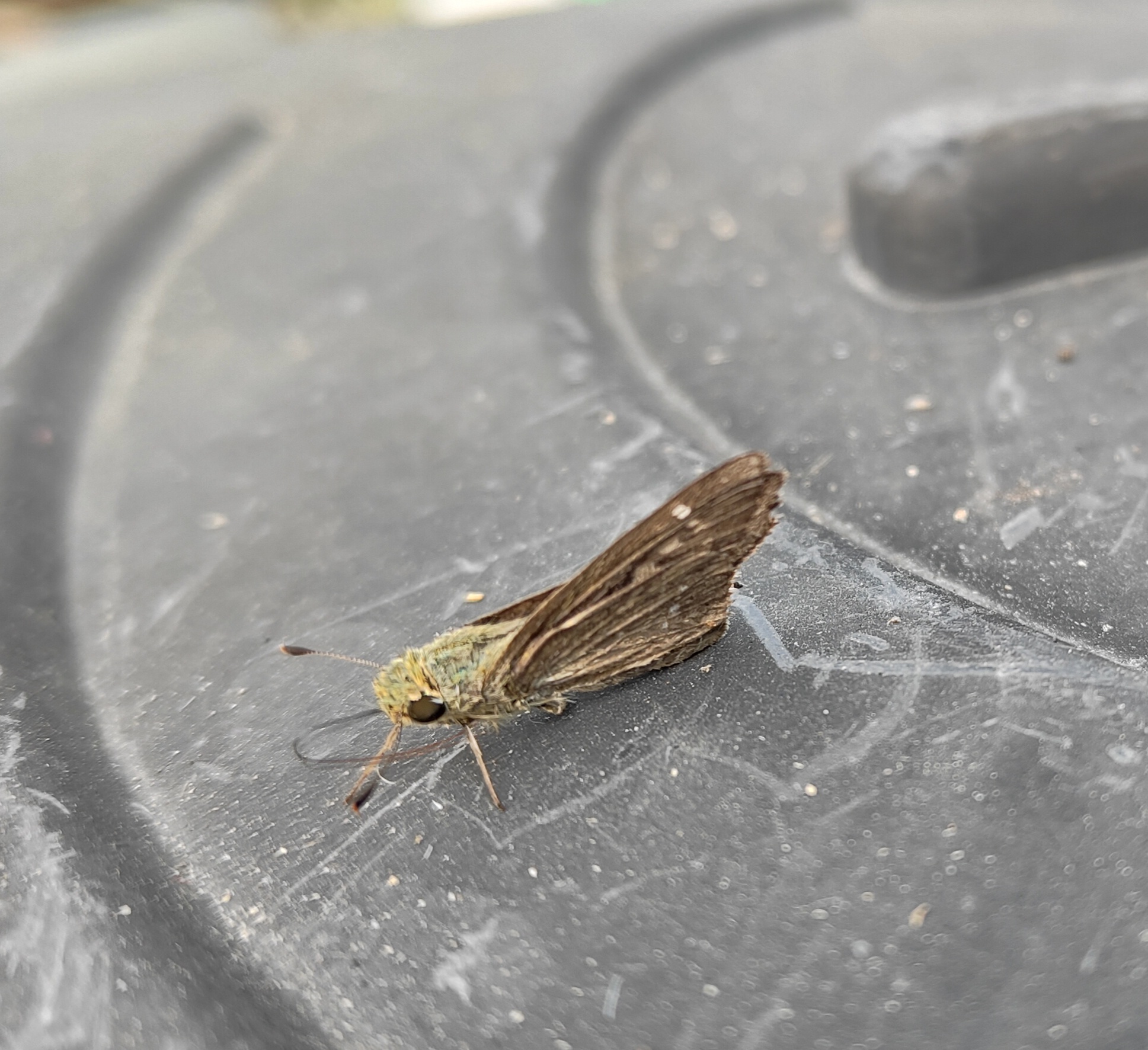 Meet the Happy Moth: Nature's Joyful Flutter