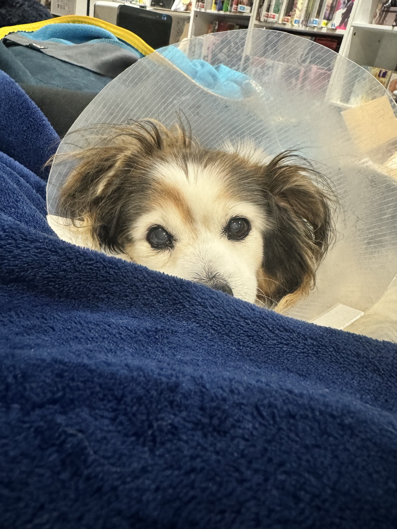 Daily dose of cuteness: my dog Panko in a photo!