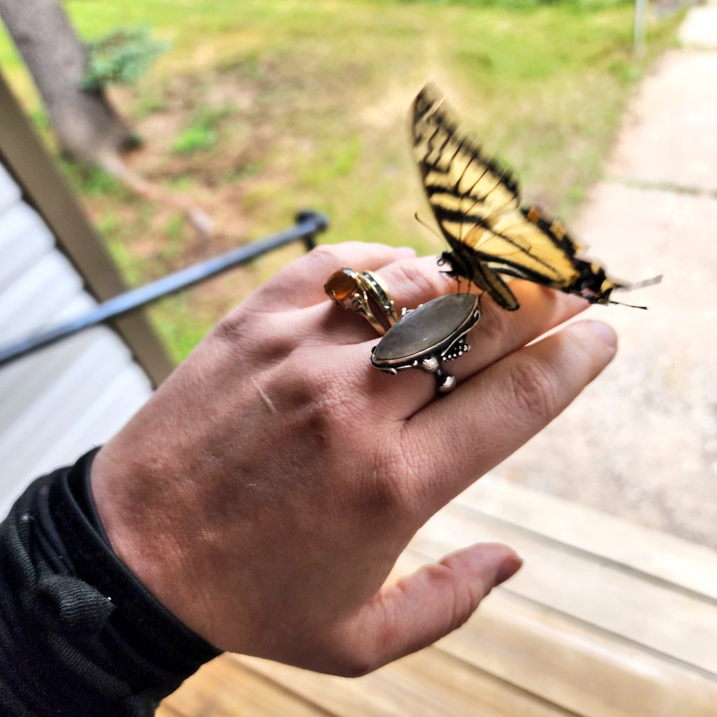 The epic landing of the Swallowtail butterfly!