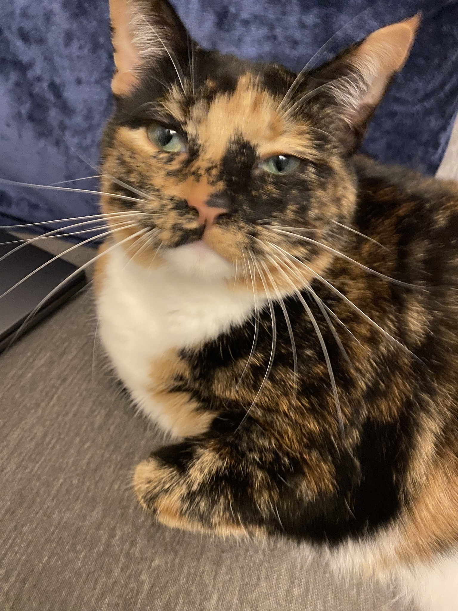 Crumble’s Daily Snapshot: A Moment of Joy