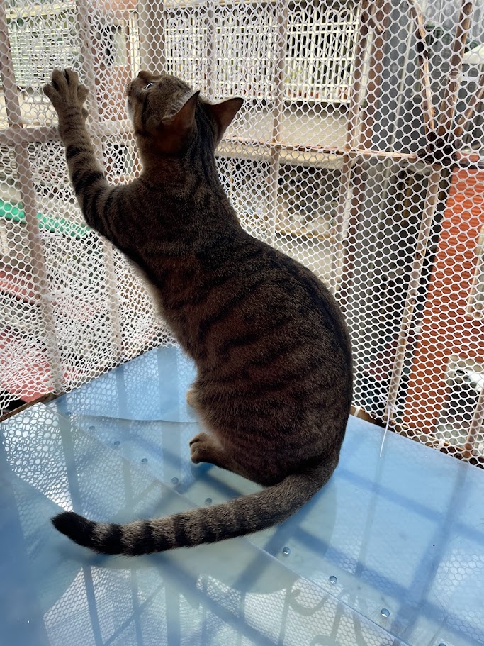 Feline Friend Alert!