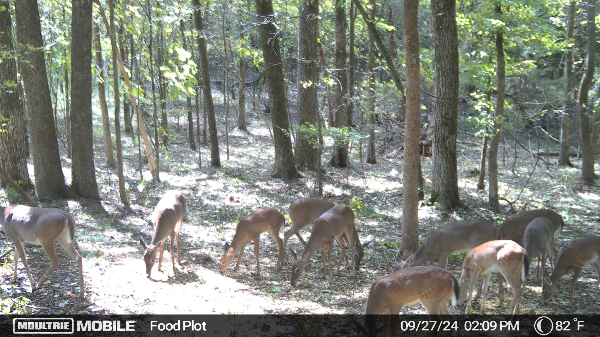 South Carolina Deer: A Moment Captured Before Hurricane Helene
