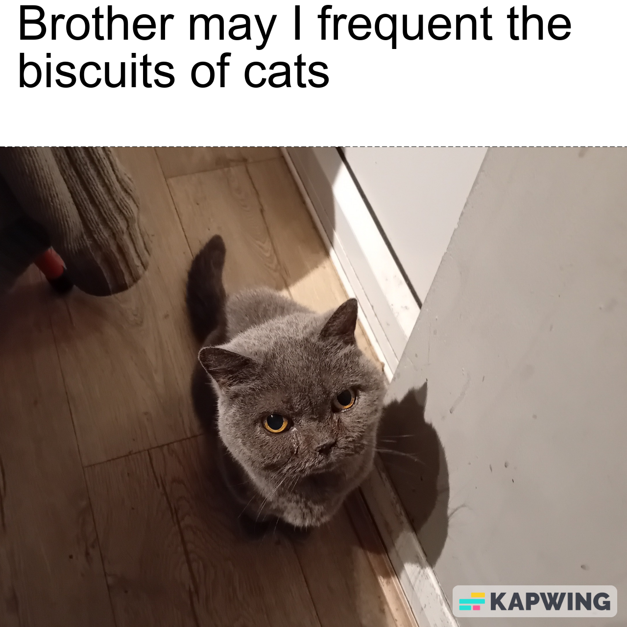 The adorable antics of a silly Billy cat!
