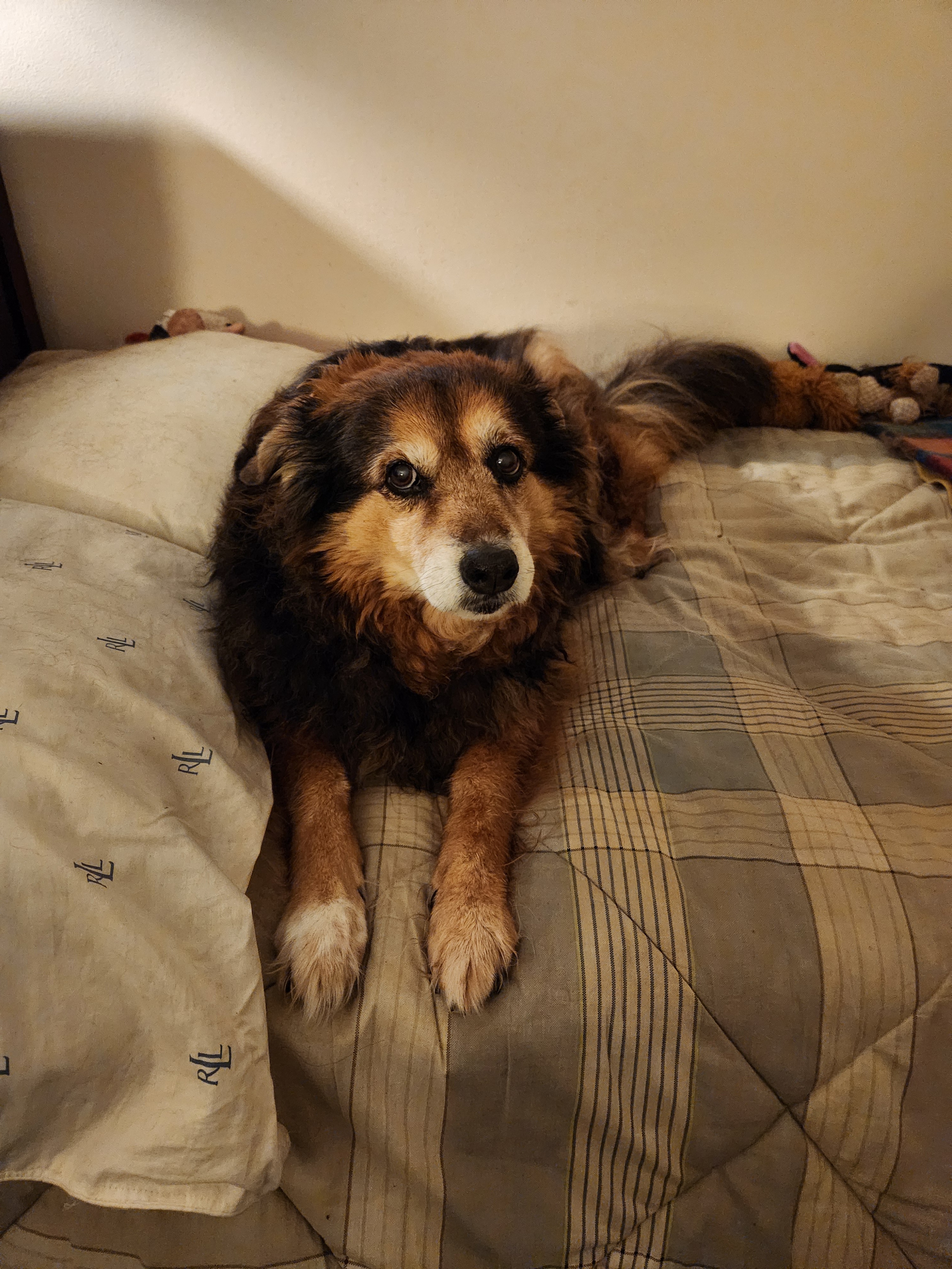 Another adorable snapshot of Peanut the dog - Day 1526