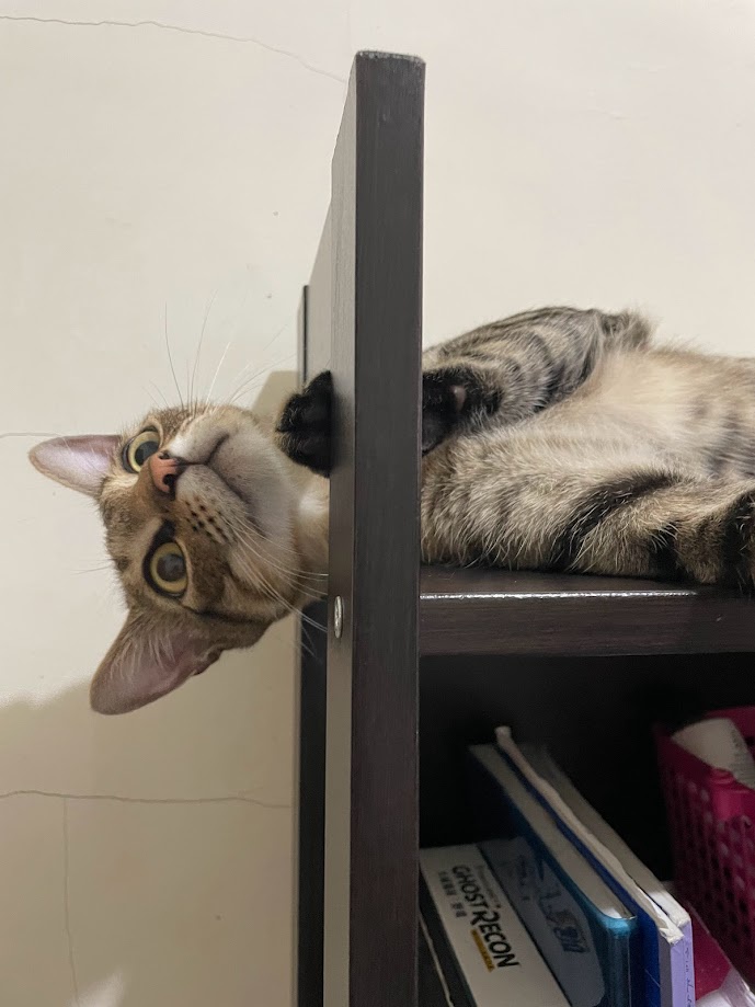 Another Charming Cat Moment