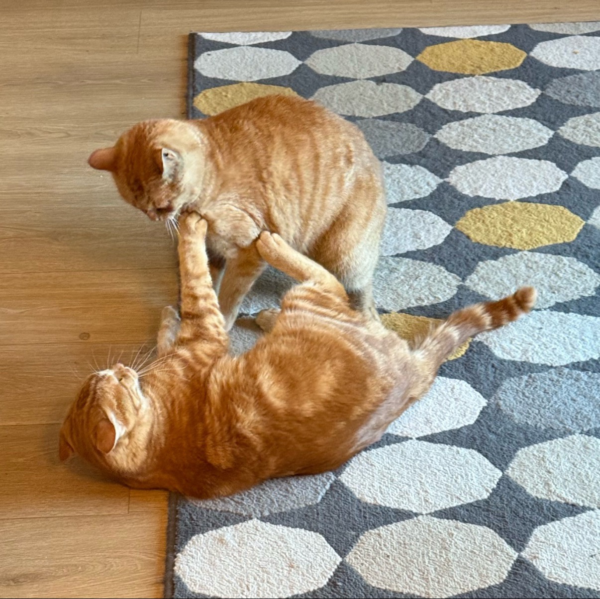 Help Needed: Seeking That Epic Sports Gif in Exchange for Cat Combat!