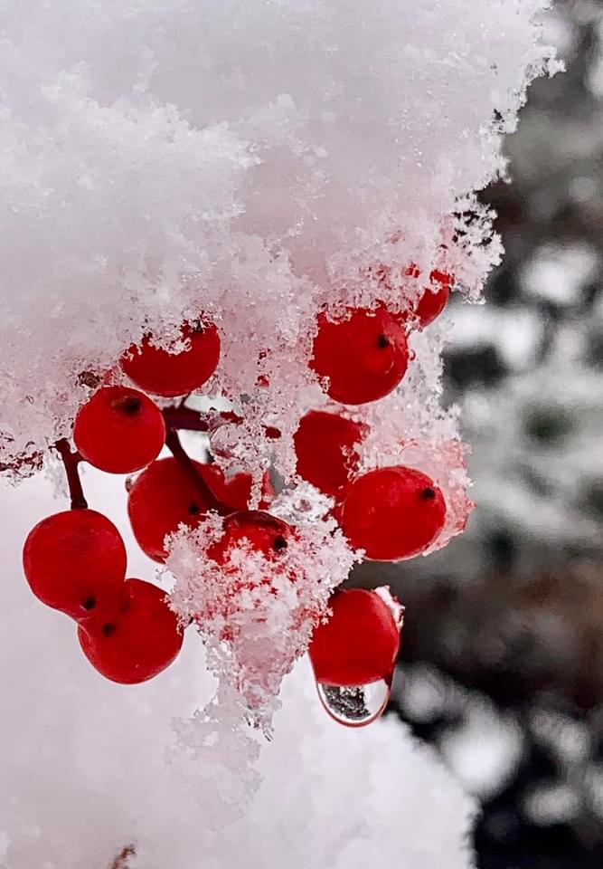 A Winter Wonderland: The Beauty of Snow-Covered Landscapes