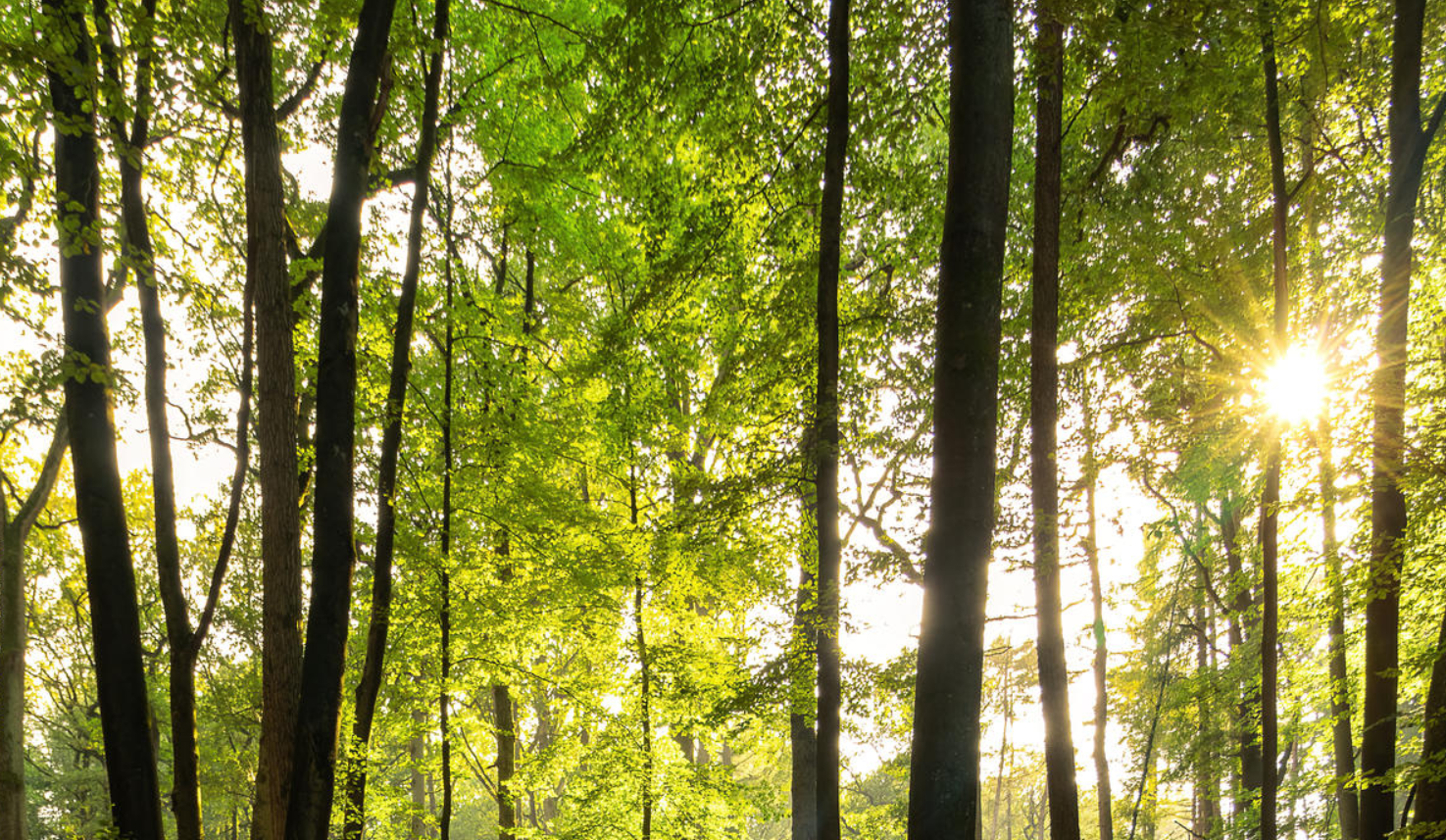 Just some beautiful trees in the wild