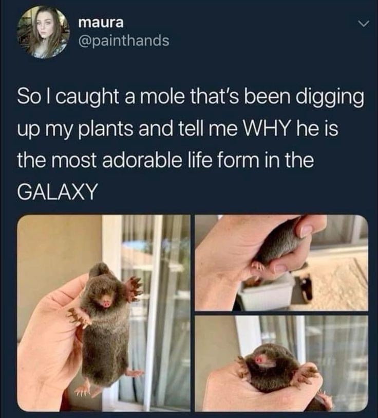 Meme Backlog: Featuring the Mole